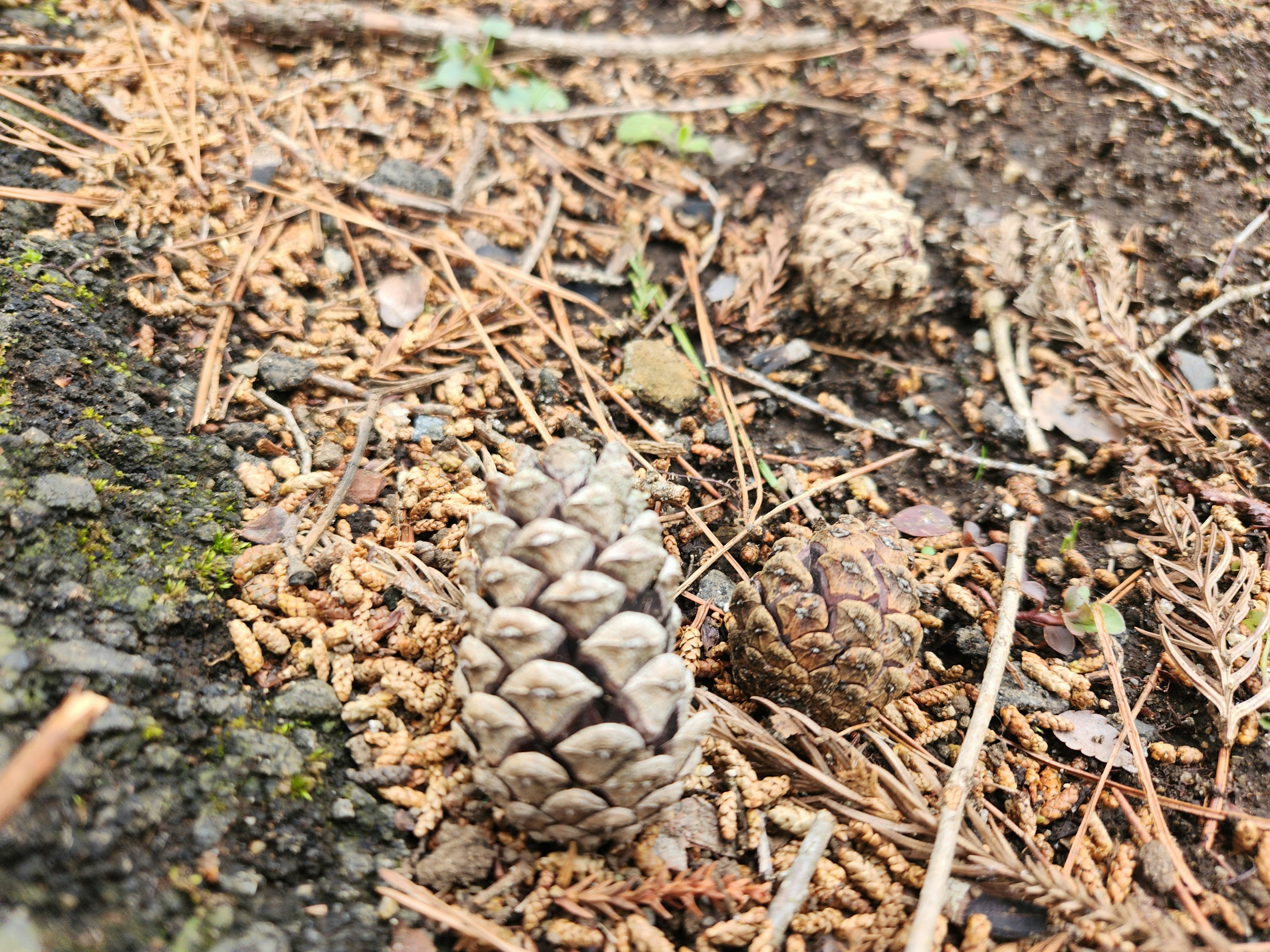 Conos de pino y agujas de pino en el suelo