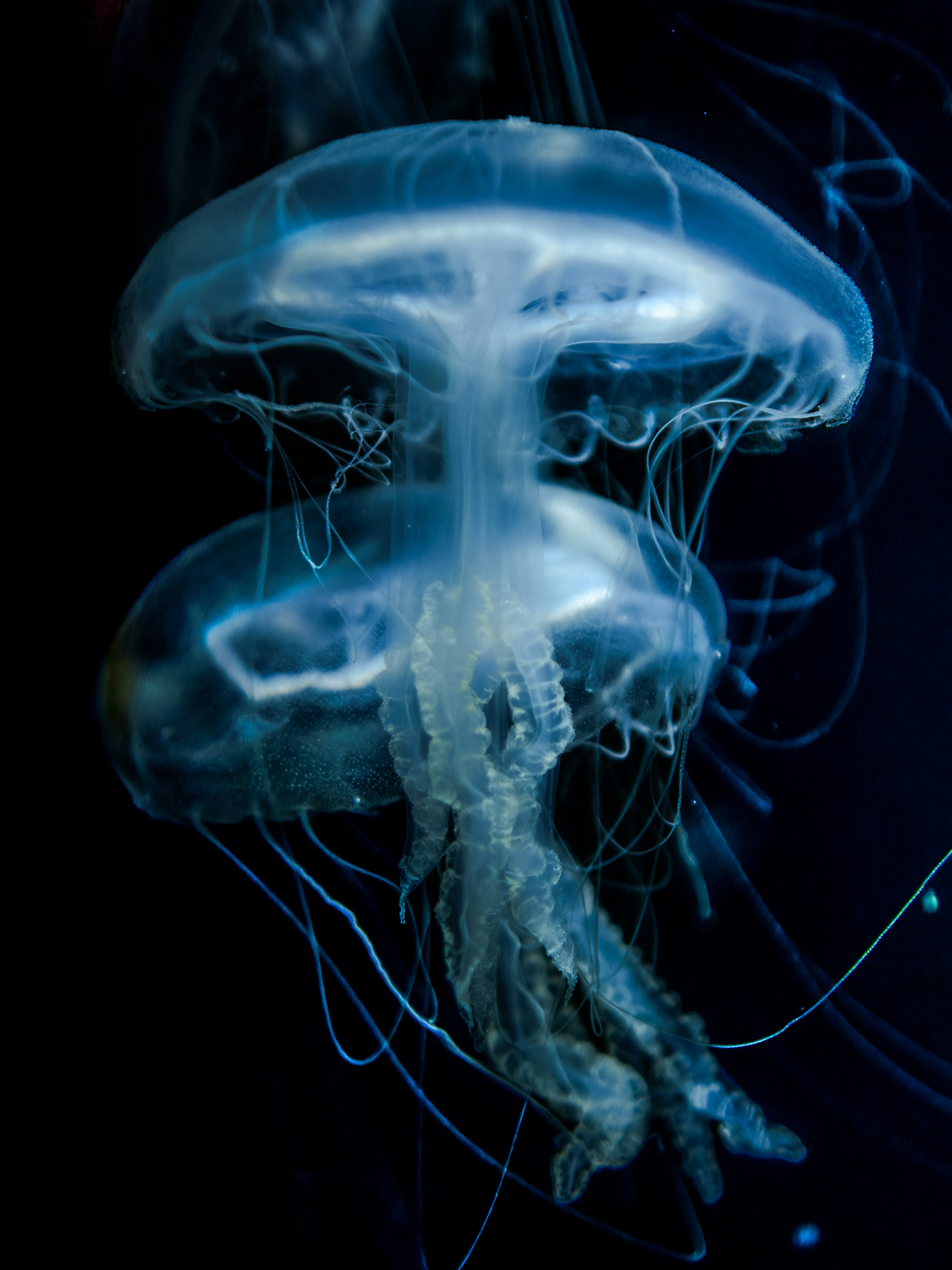 Transparent jellyfish floating against a dark background