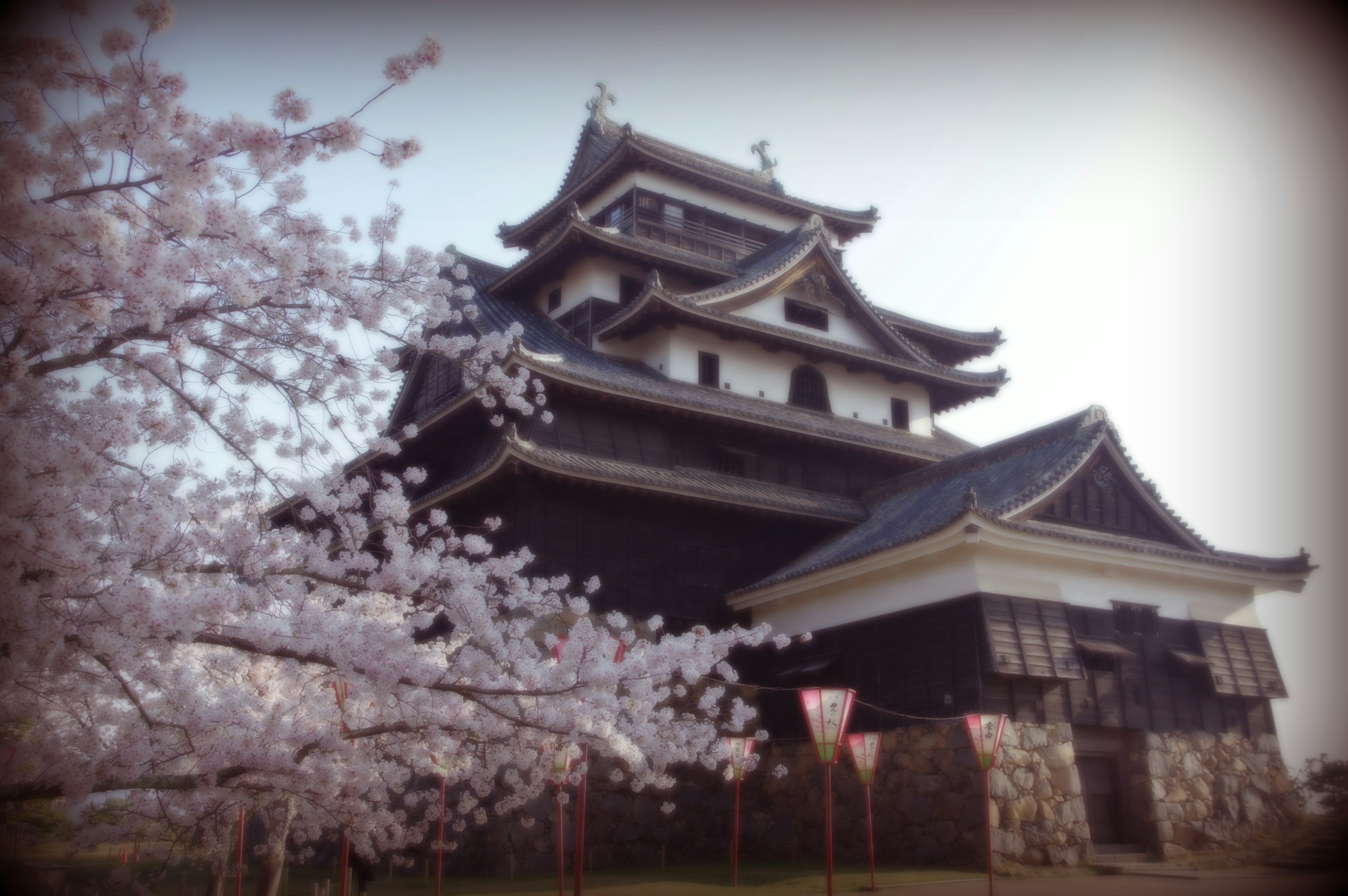 Beau château japonais devant des cerisiers en fleurs