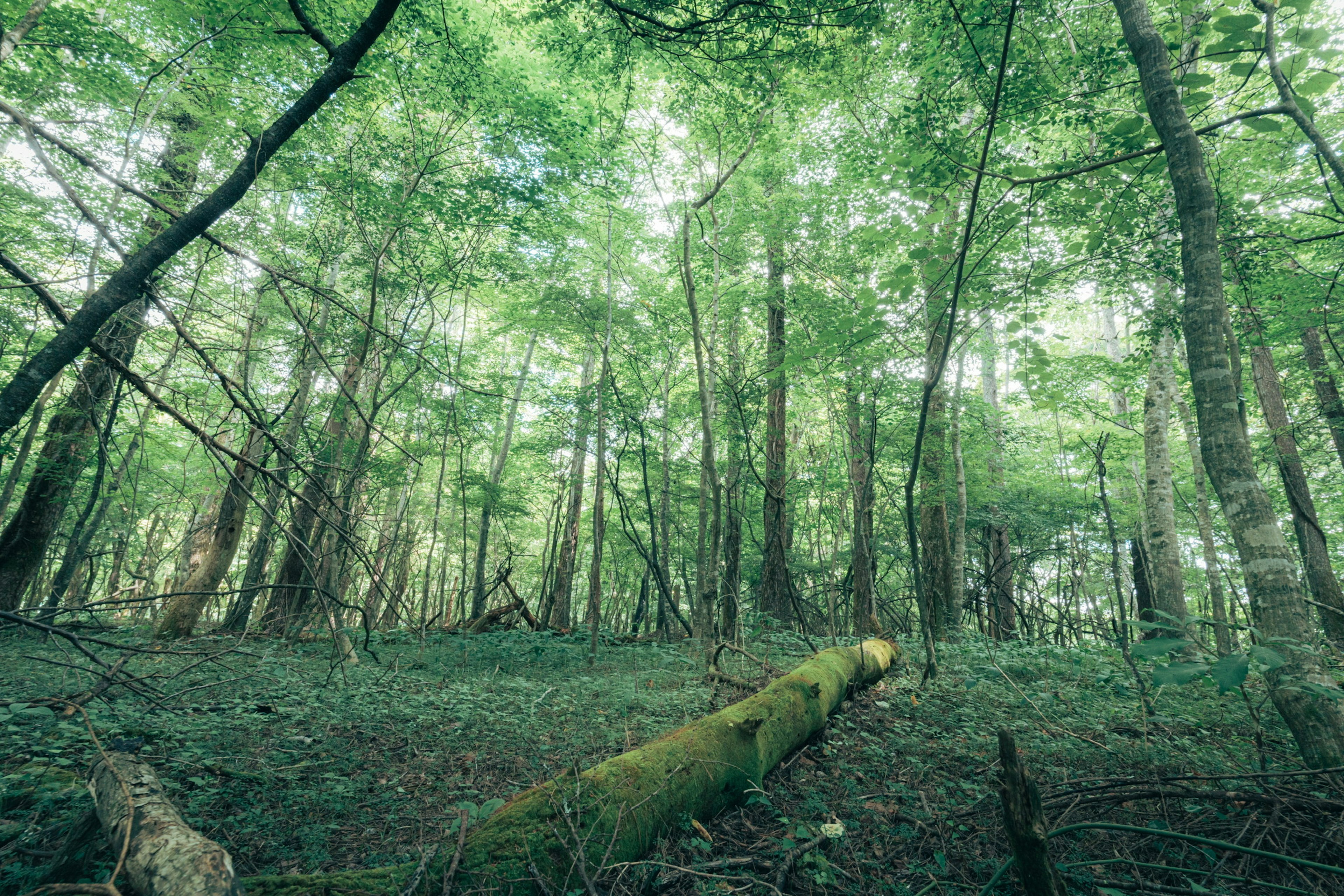 Vista verso l'alto in una fitta foresta verde con alberi alti