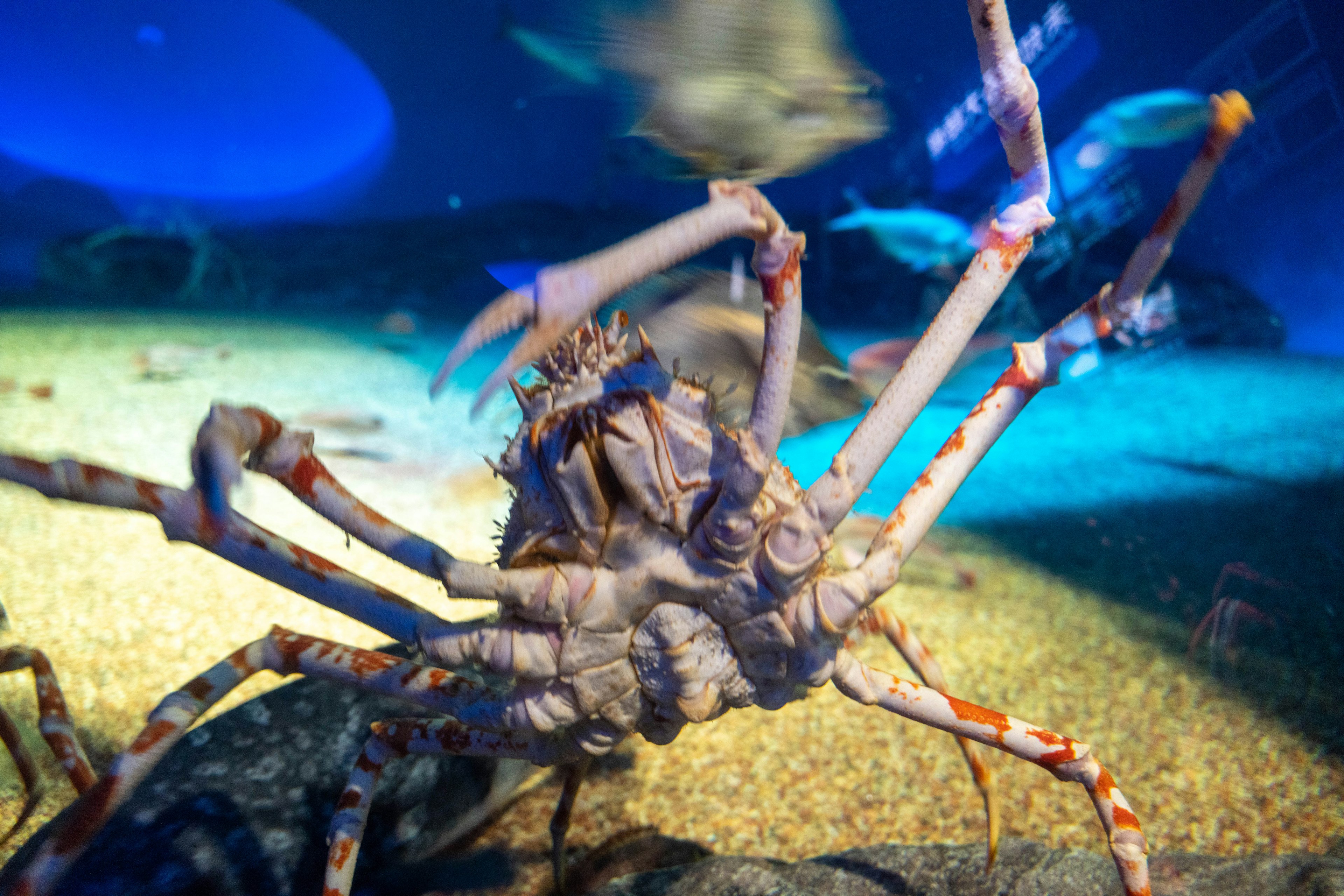 Un crabe avec des pinces proéminentes nageant dans un aquarium avec des poissons colorés