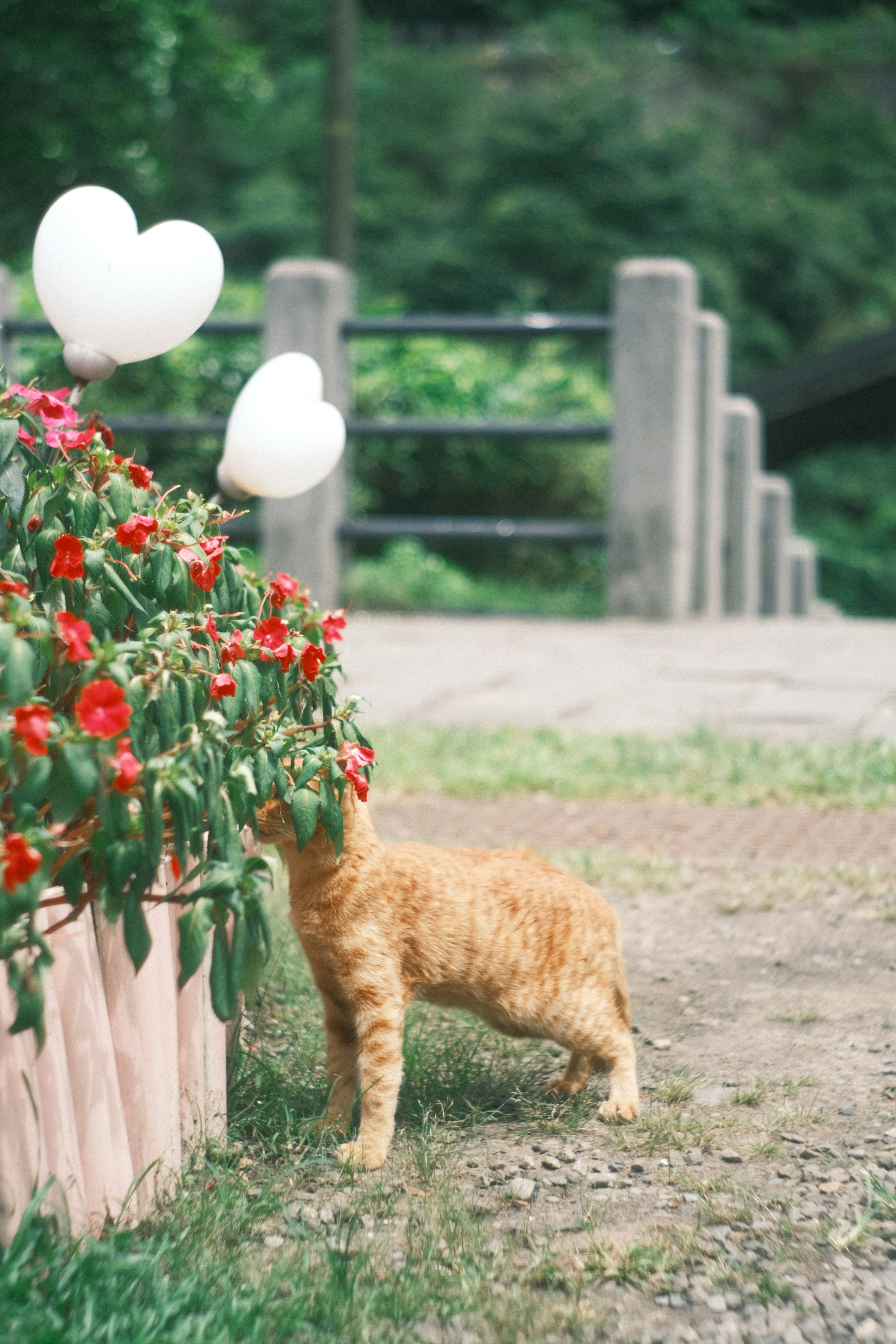 Eine orangefarbene Katze, die Blumen in einem Garten riecht, mit herzförmigen Ballons im Hintergrund und einer Brücke