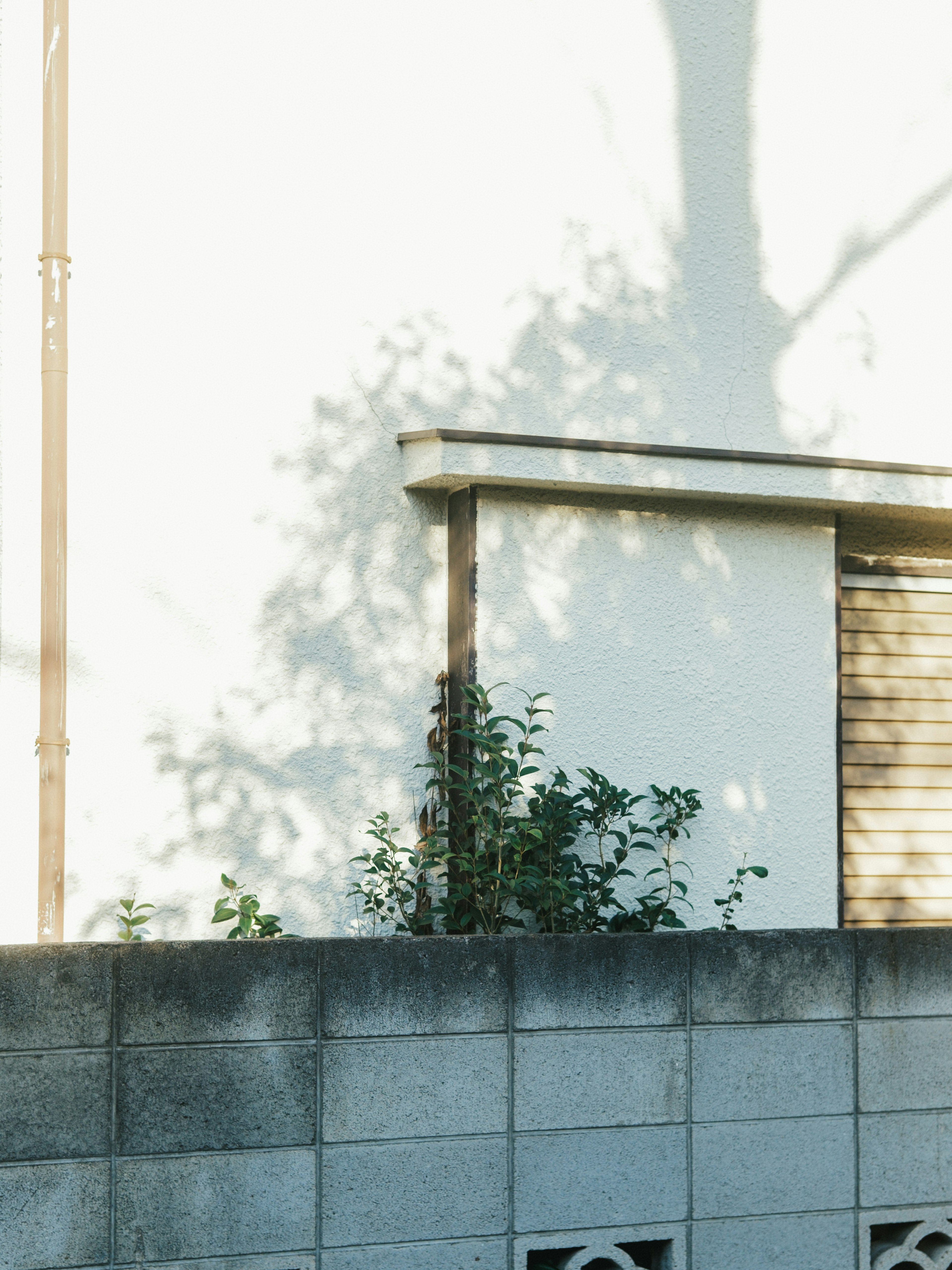 Un mur blanc avec des ombres et une plante visible au sommet du mur