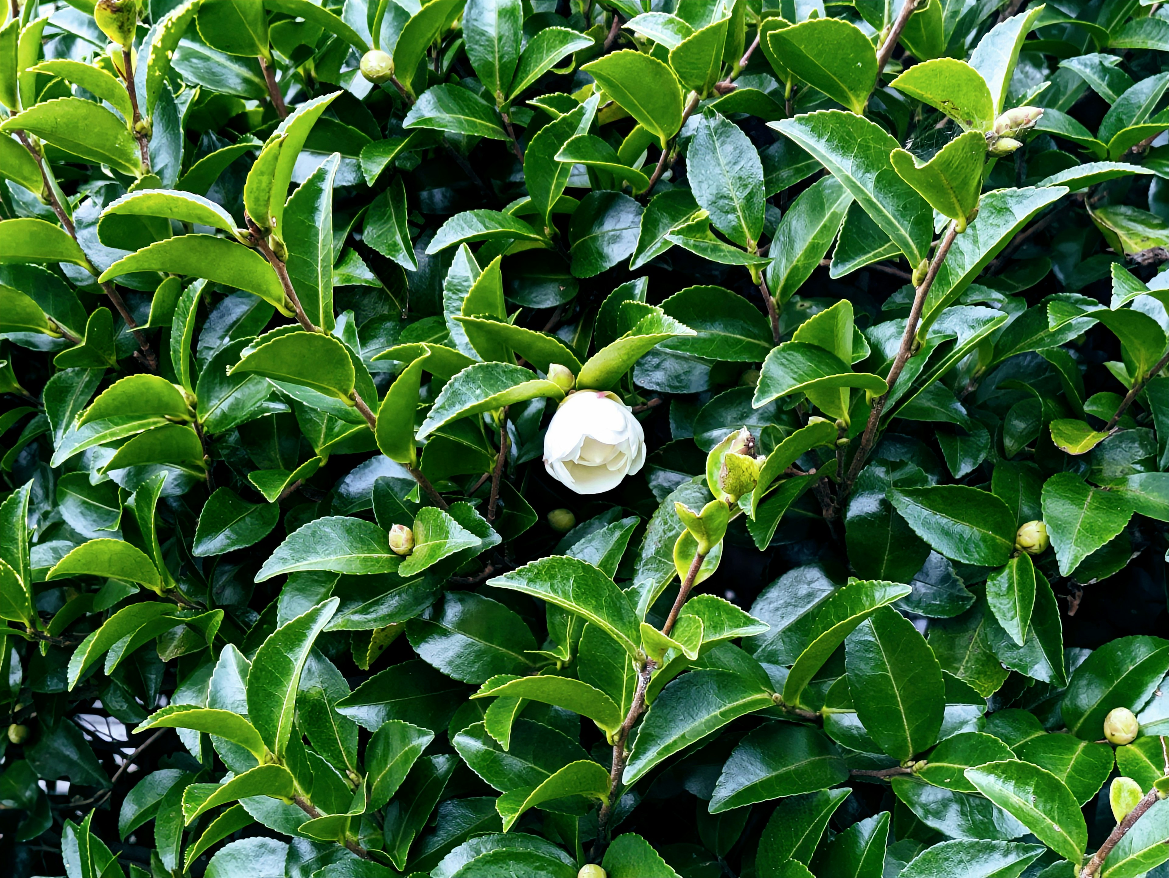 Nahaufnahme einer Pflanze mit glänzenden grünen Blättern und einer blühenden weißen Blume