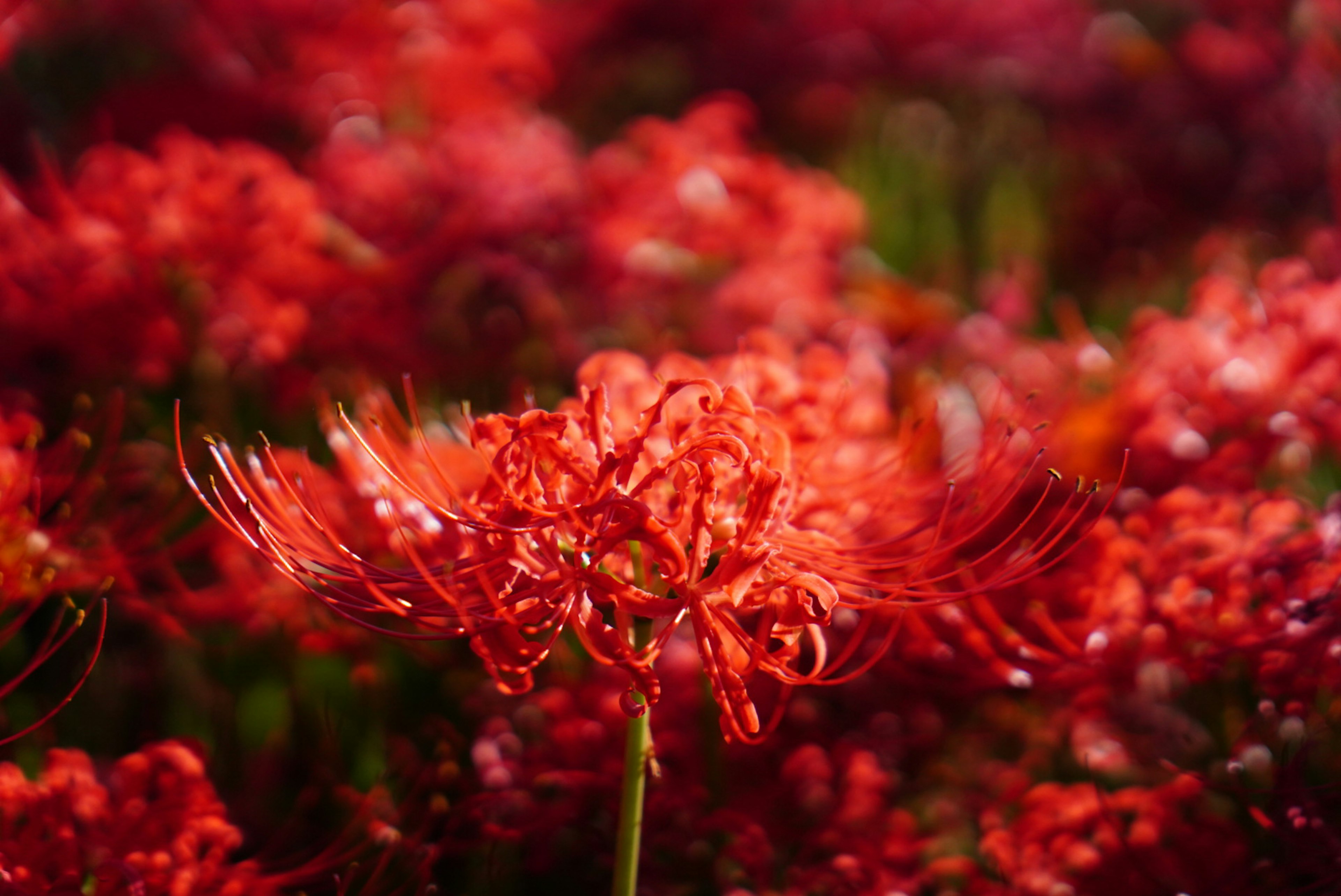 Un vibrante grupo de lirios araña rojos en flor