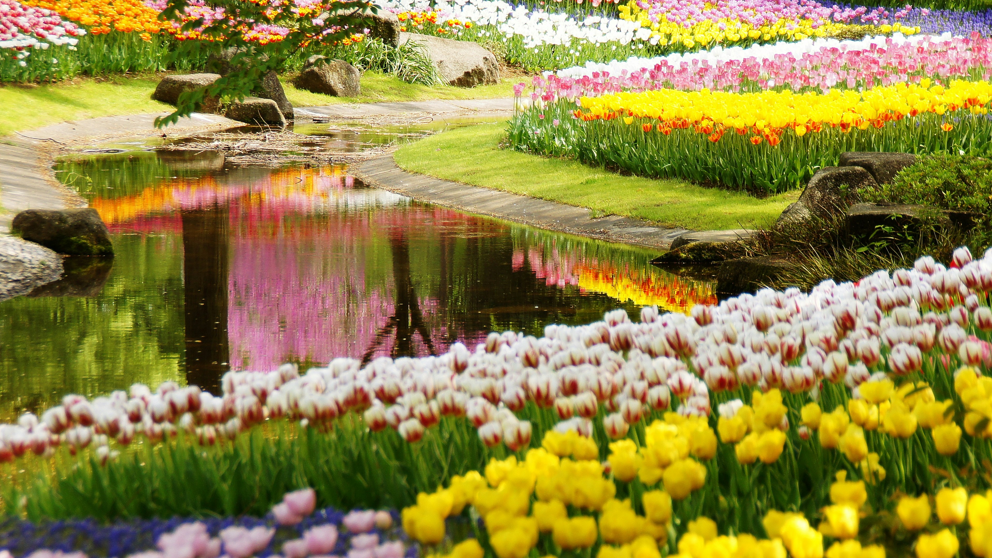 Jardín de tulipanes vibrantes con flores coloridas y un estanque sereno