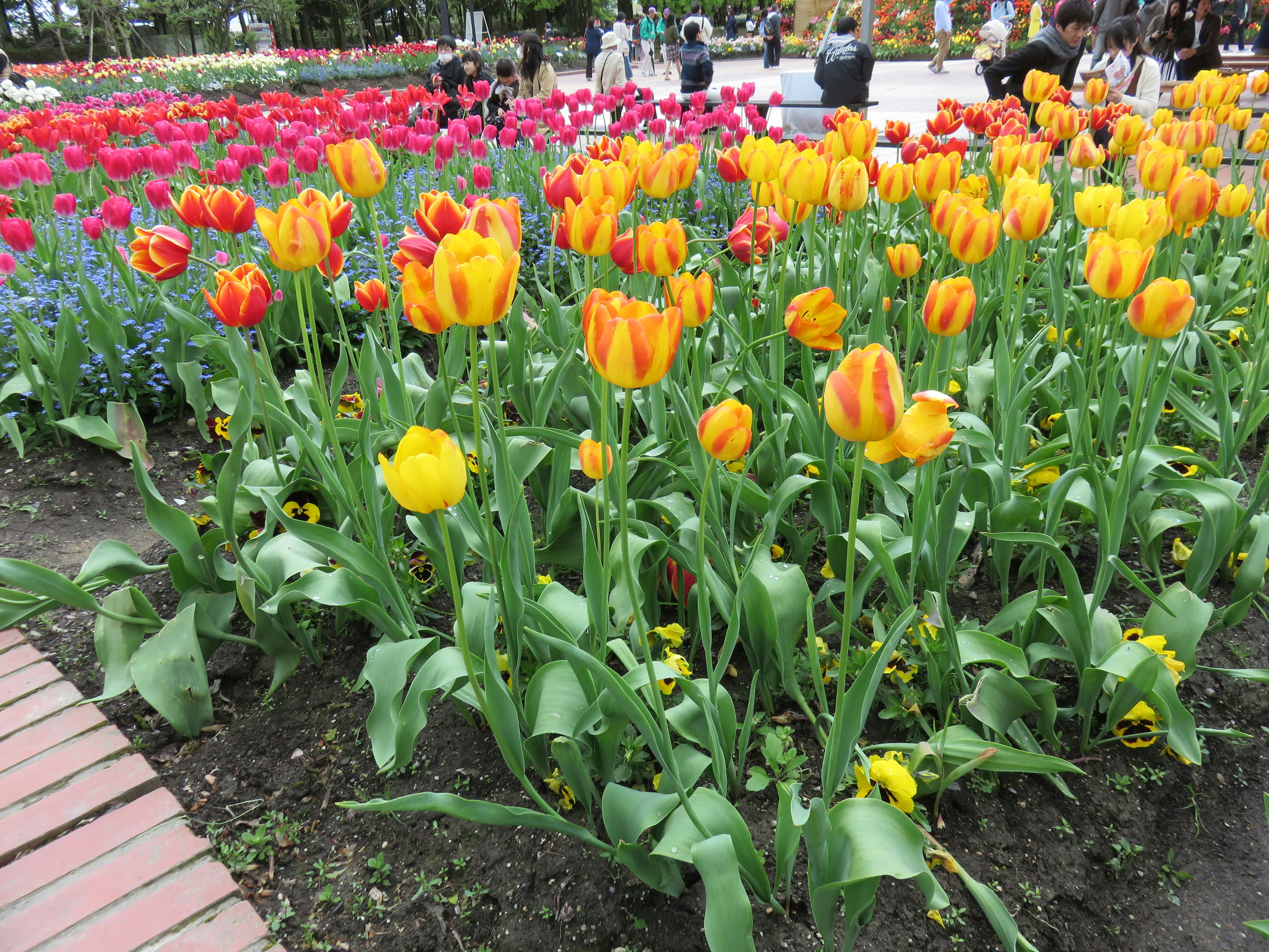 Bunte Tulpen in einem Blumenbeet mit Besuchern