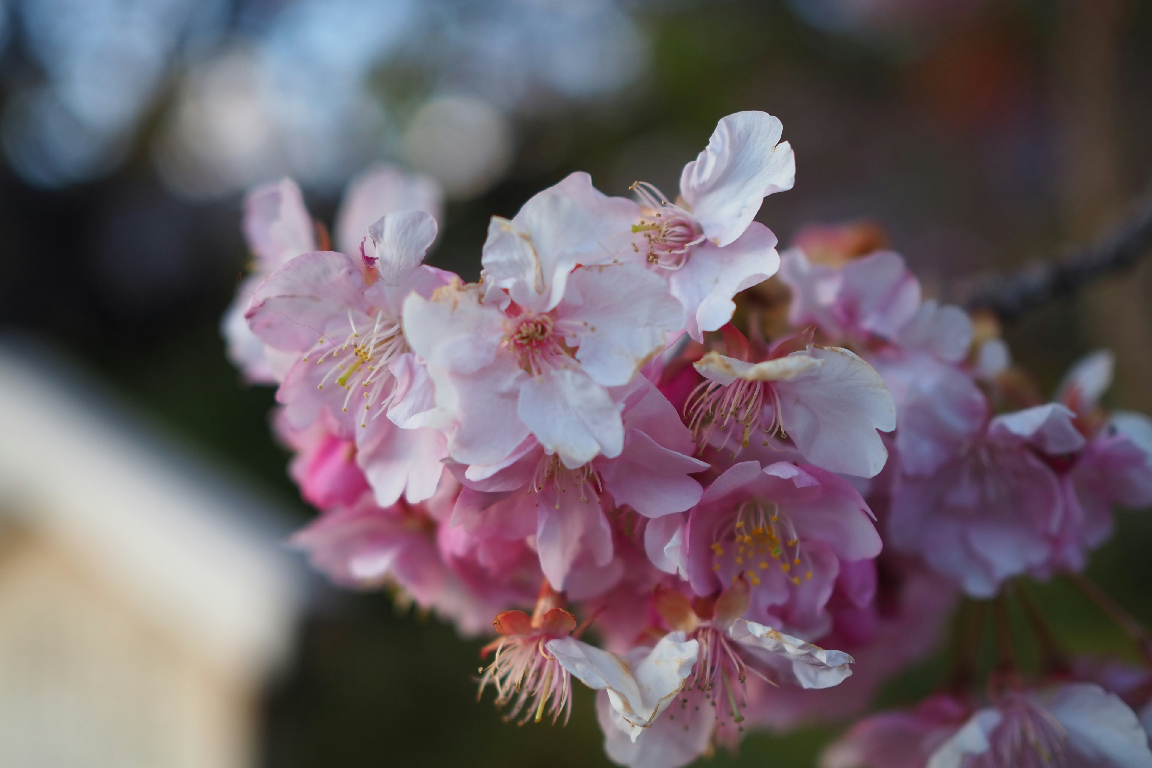 Nahaufnahme von Kirschblüten mit rosa und weißen Blütenblättern