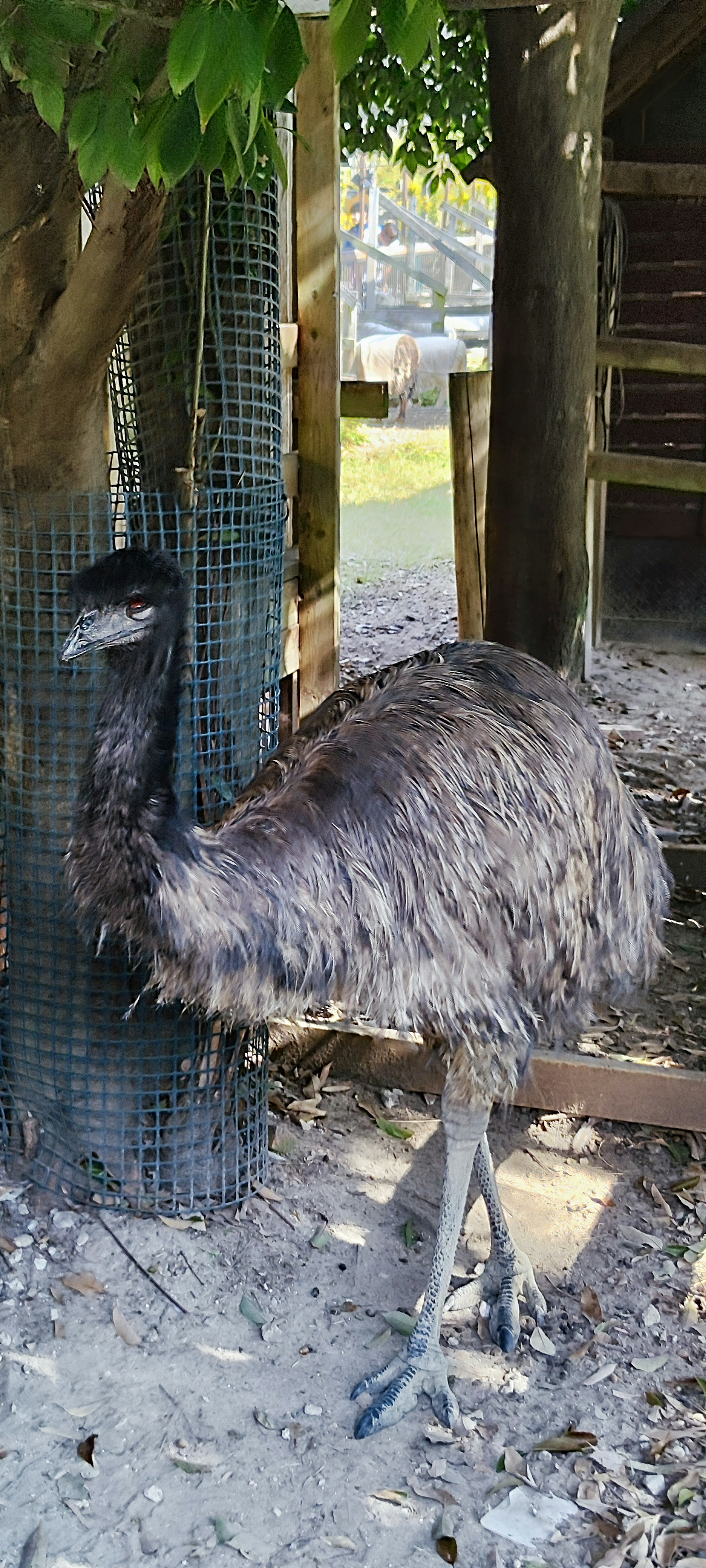 An emu standing near a tree