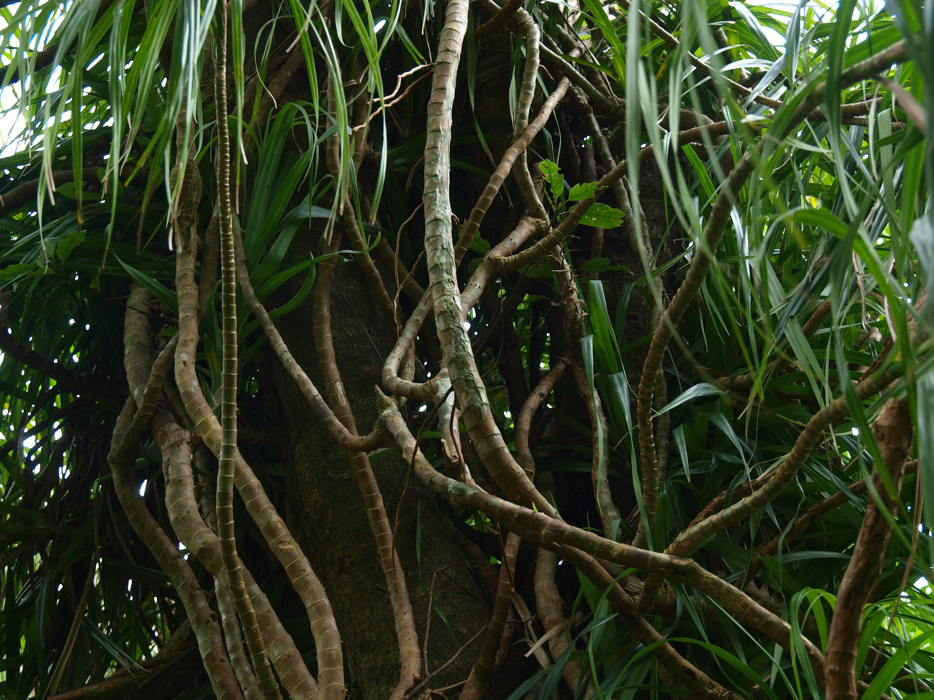 Un fitto gruppo di fogliame verde con radici d'albero intrecciate