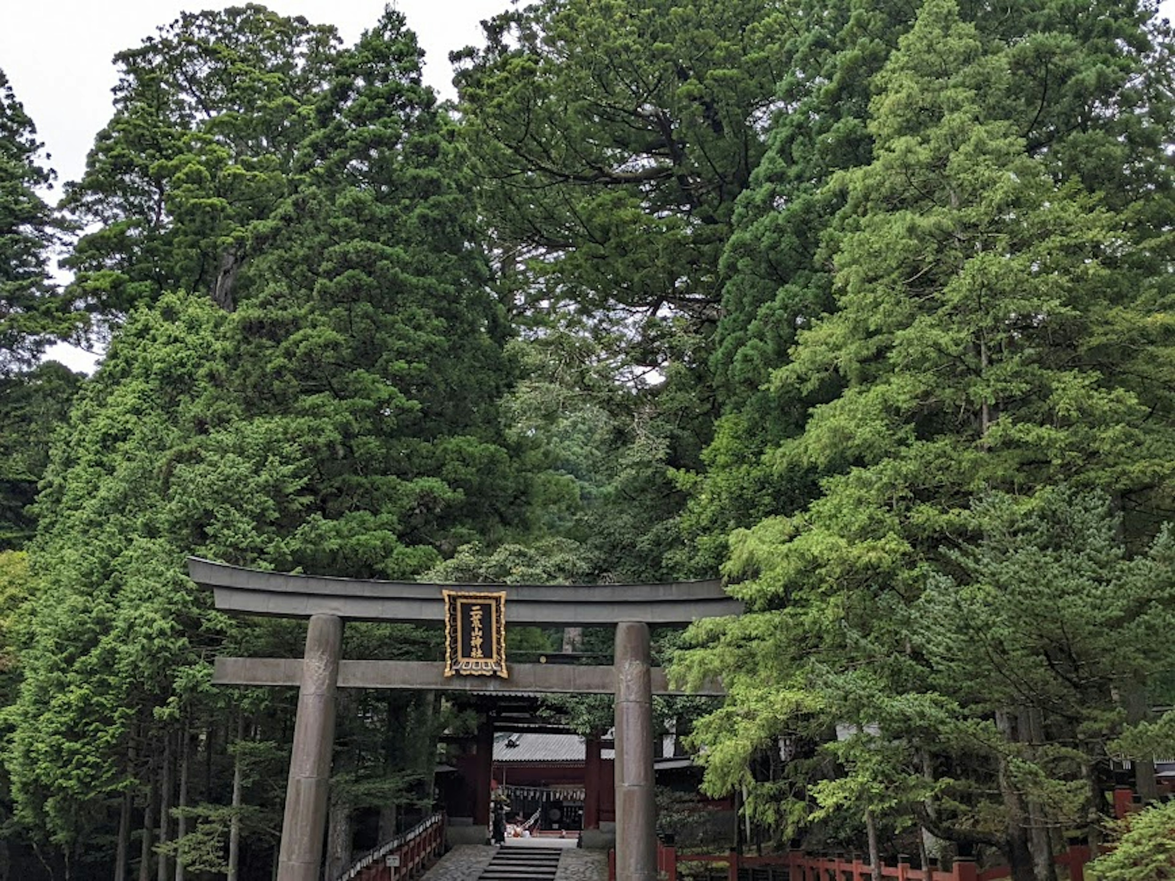 Scenic view of a torii gate surrounded by lush green trees