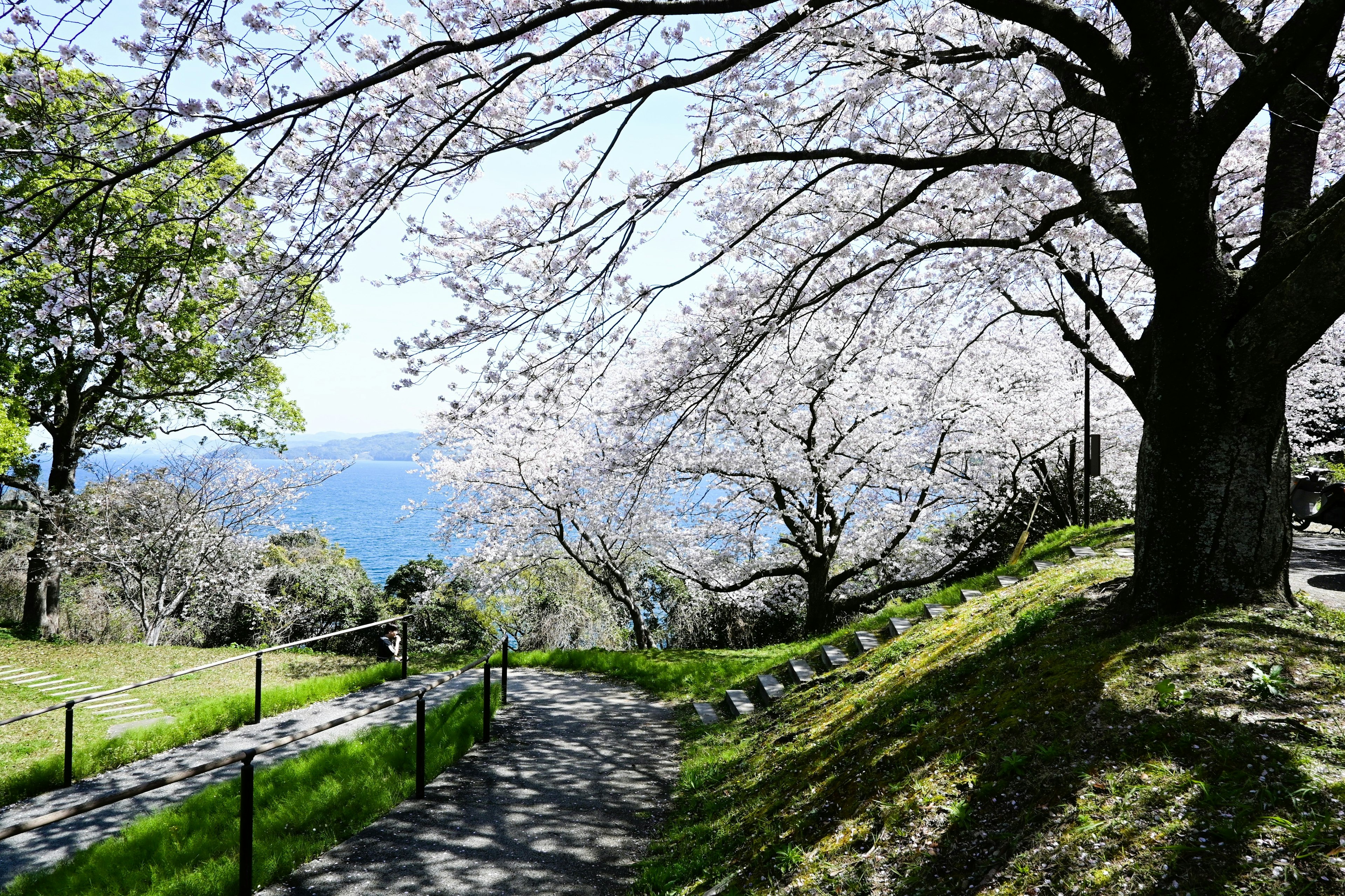 桜の木が咲く道の風景 緑の芝生と青い空