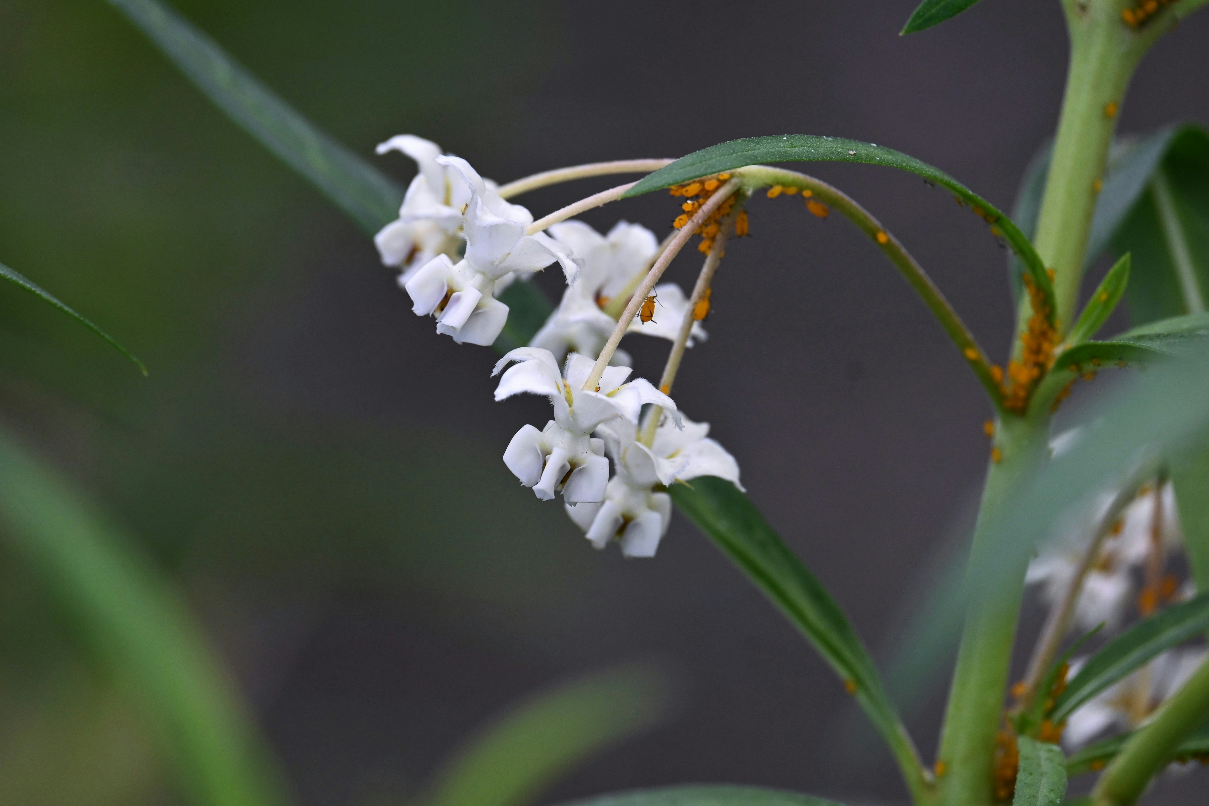 Nahaufnahme einer Pflanze mit weißen Blumen