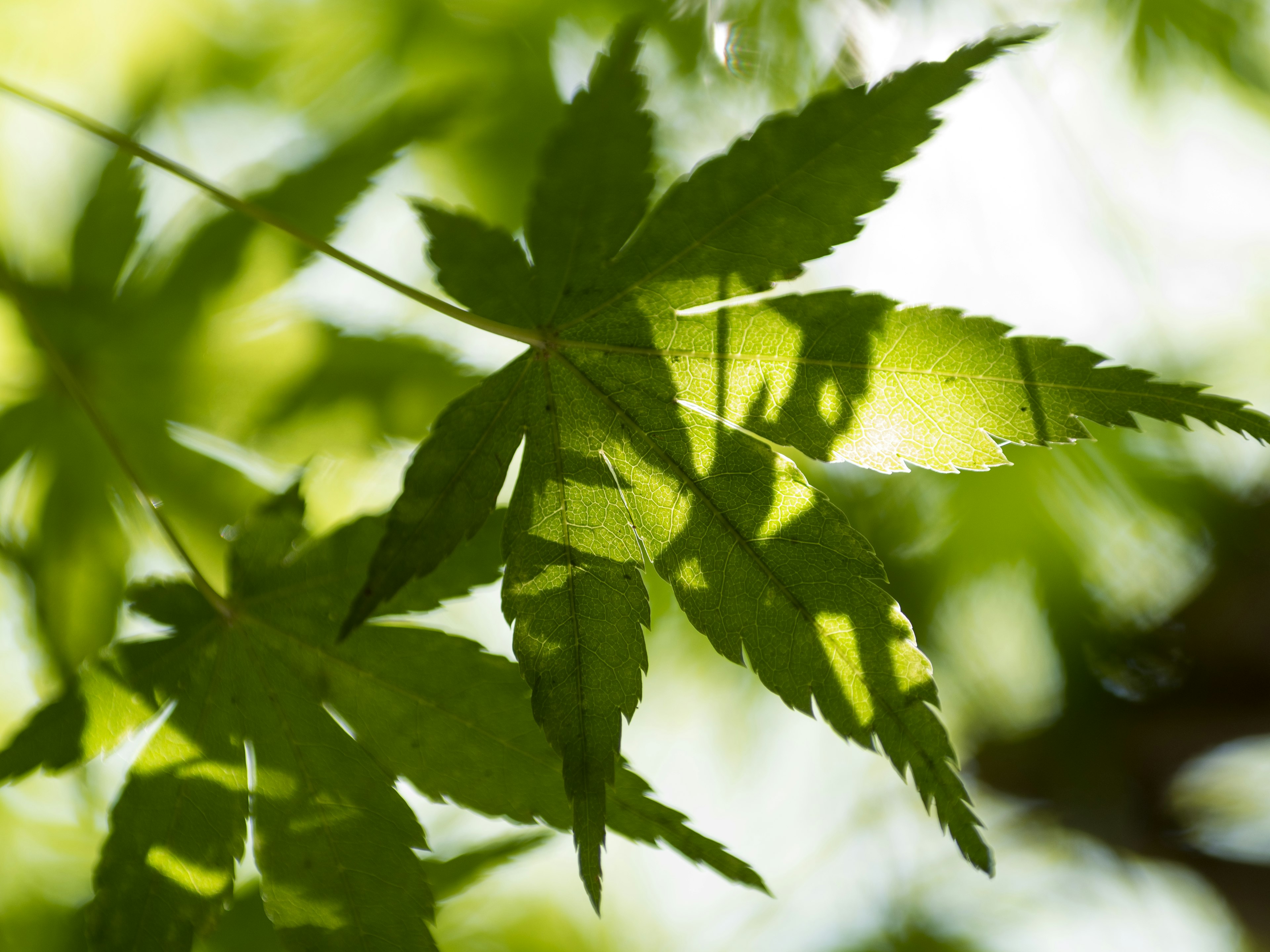 Green leaves illuminated by sunlight with beautiful shadows