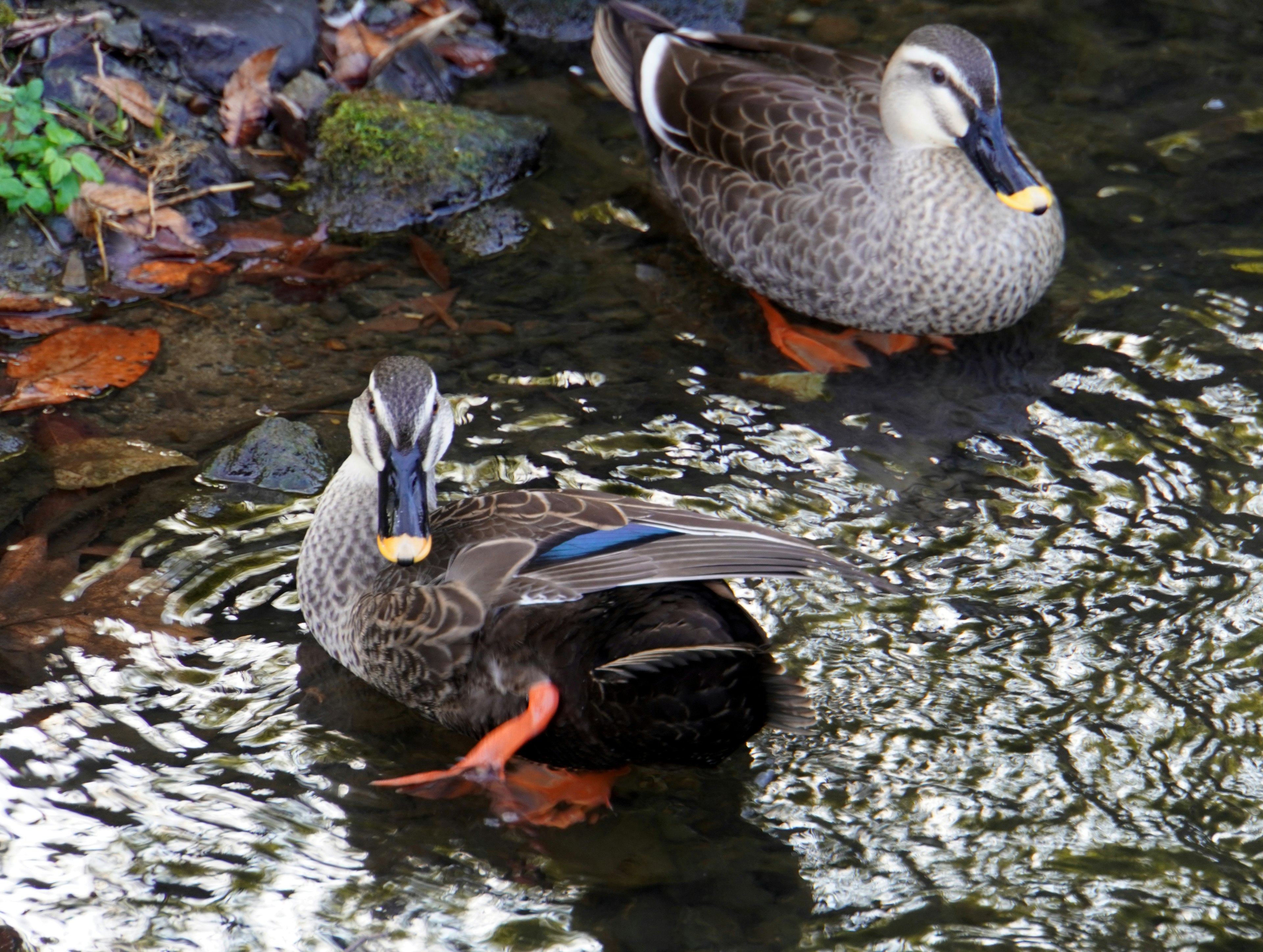 Zwei Enten schwimmen auf der Wasseroberfläche