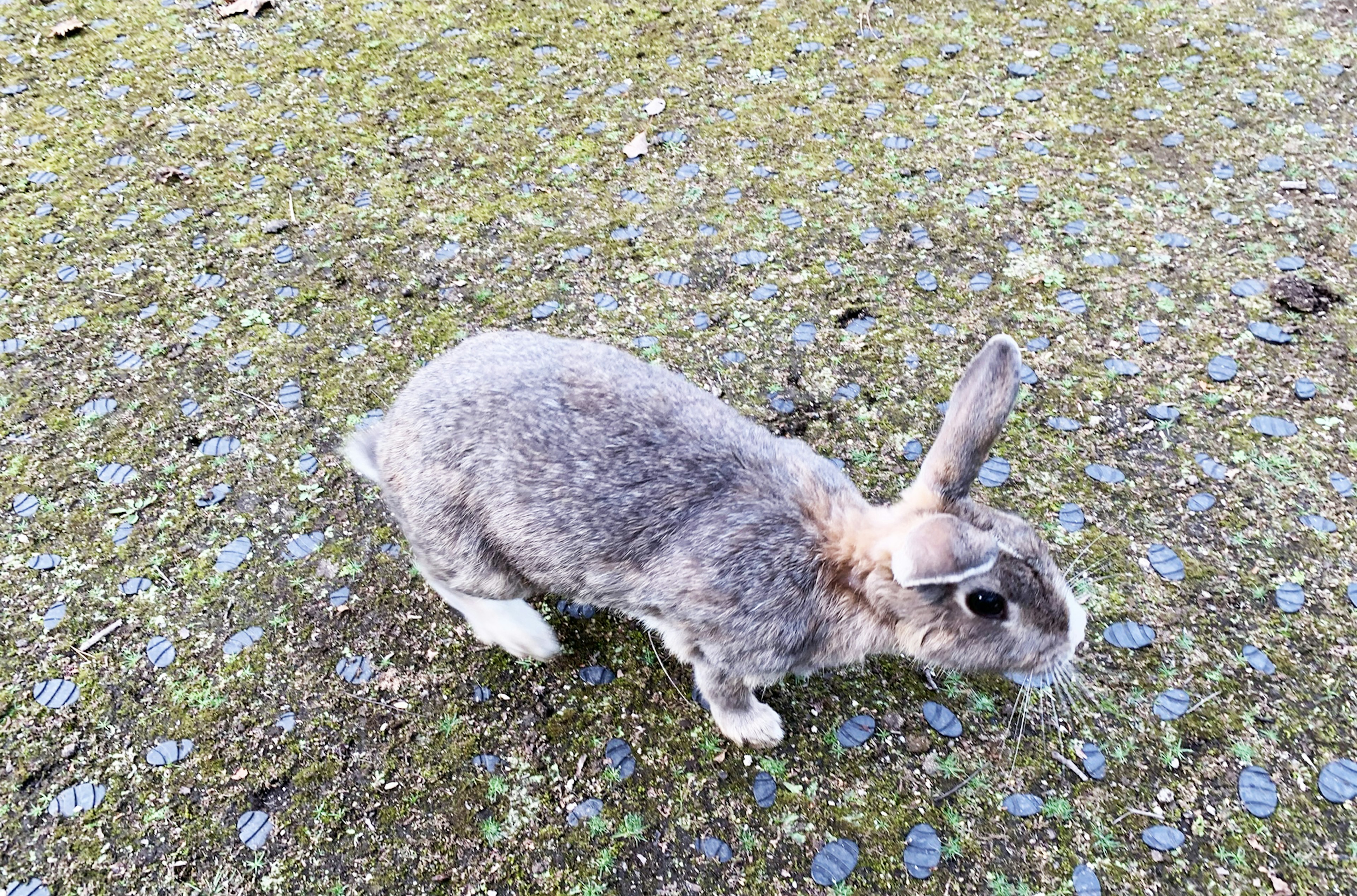 灰色のウサギが緑の地面を歩いている