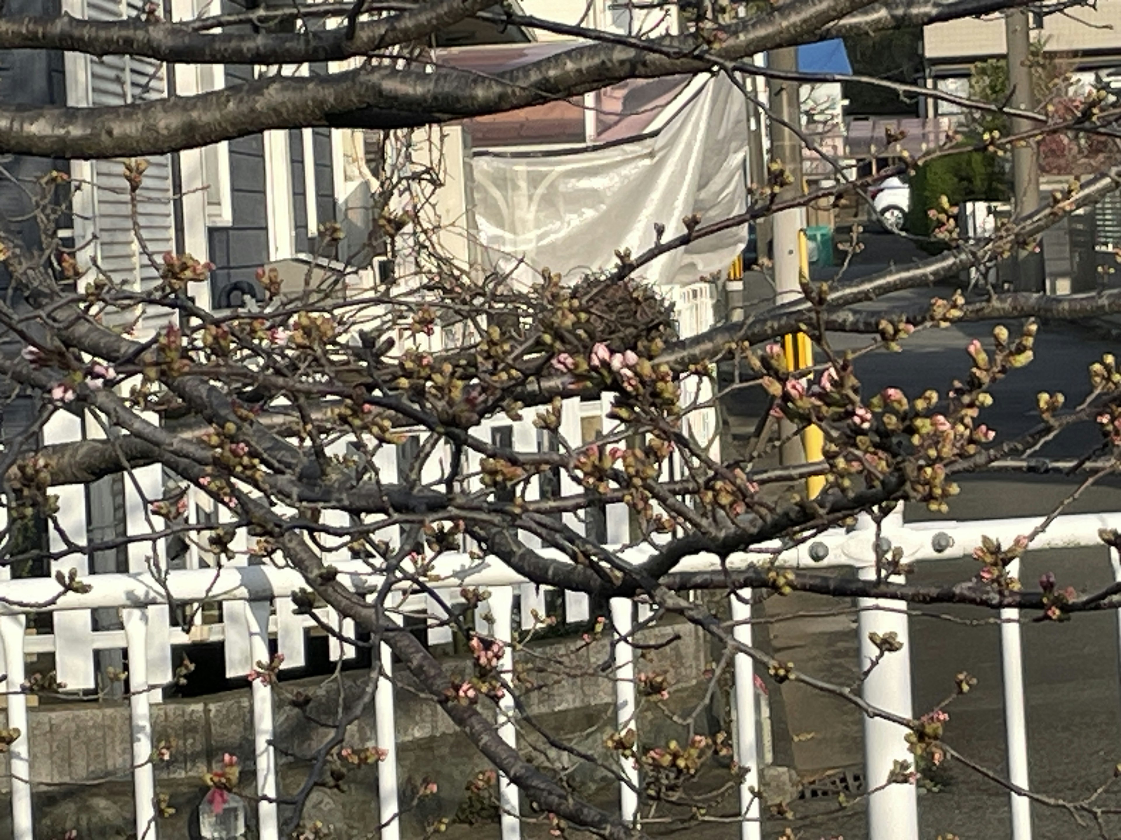 桜のつぼみがある木と白いフェンスがある風景