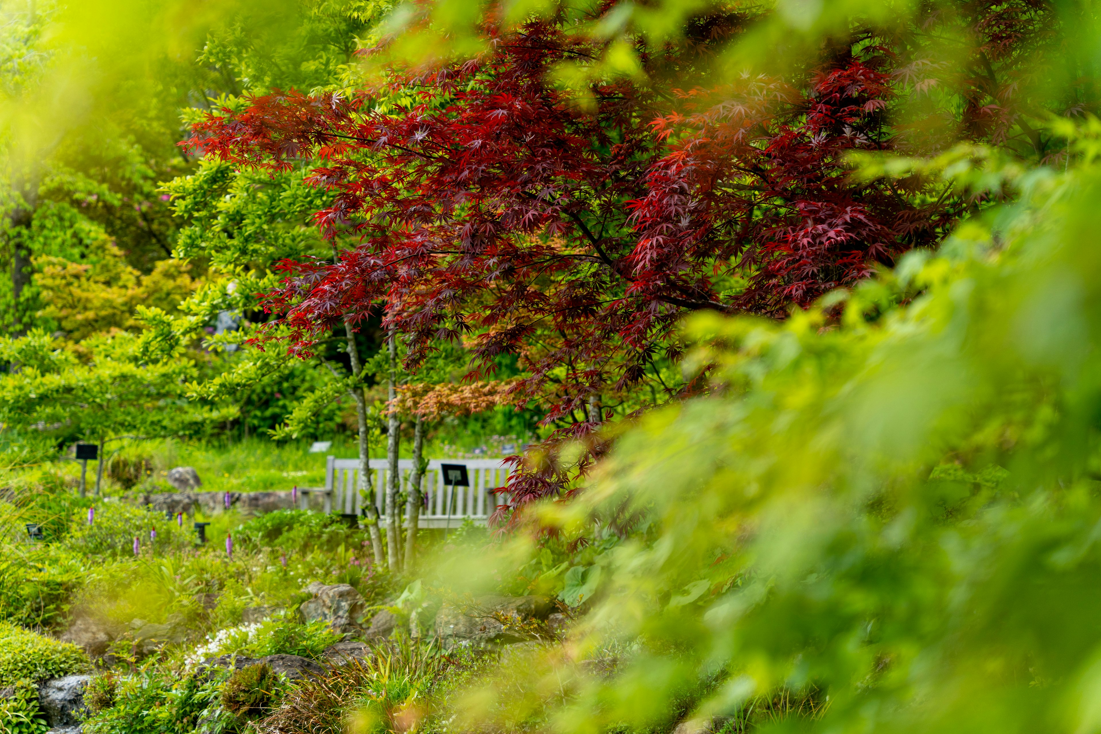 Lustige Gartenszene mit einem rotblättrigen Baum und einer weißen Bank