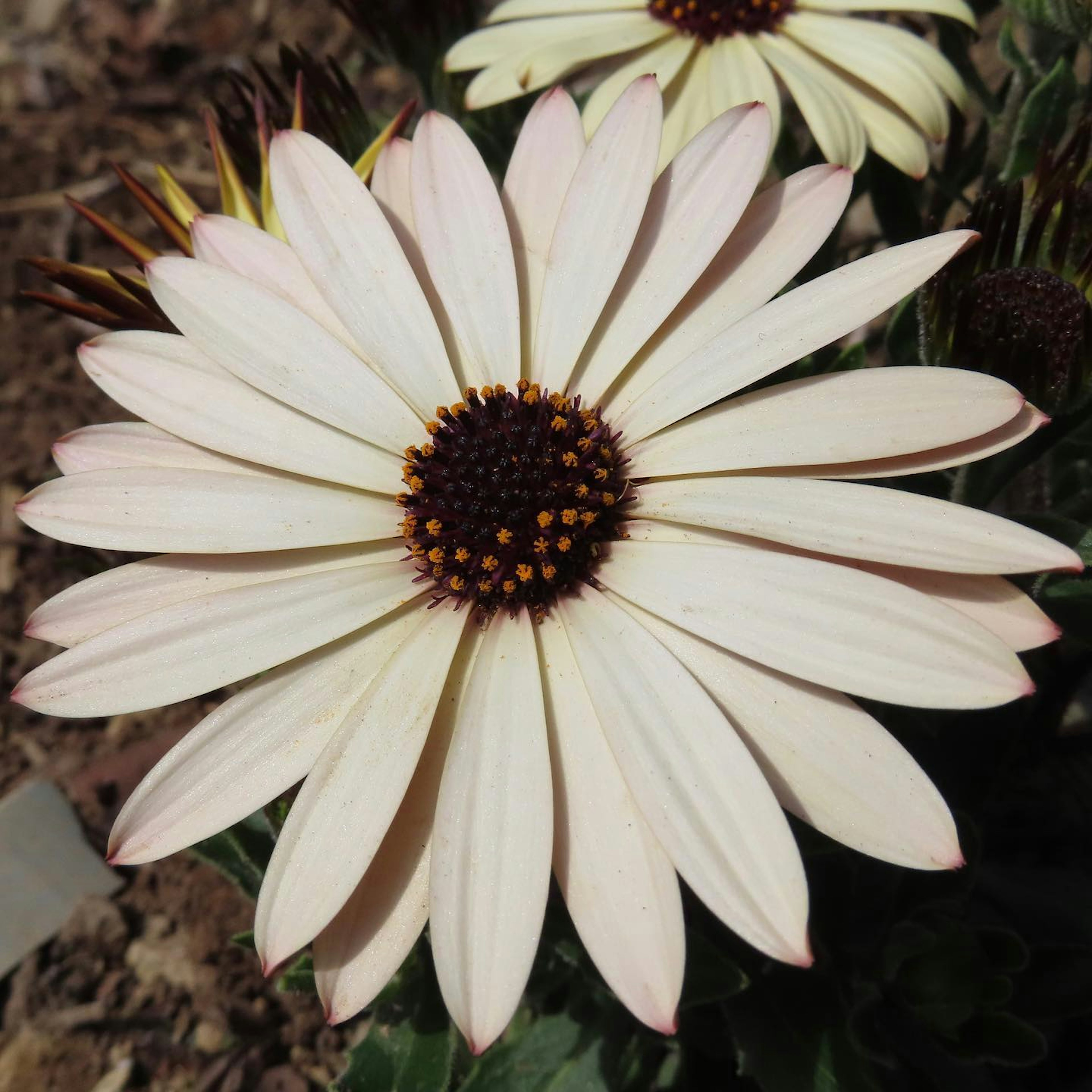 Flor de margarita con pétalos blancos y centro marrón