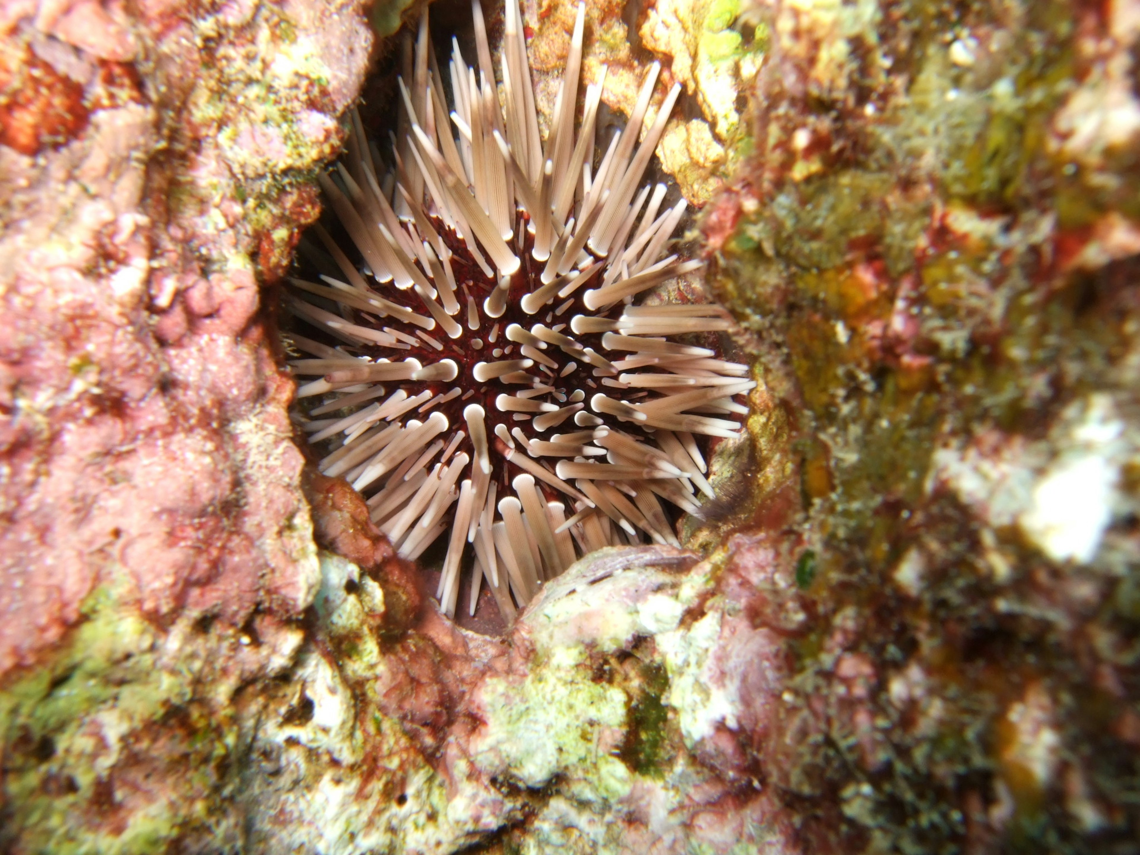 Ein Seeigel, der in einem Korallenriff versteckt ist