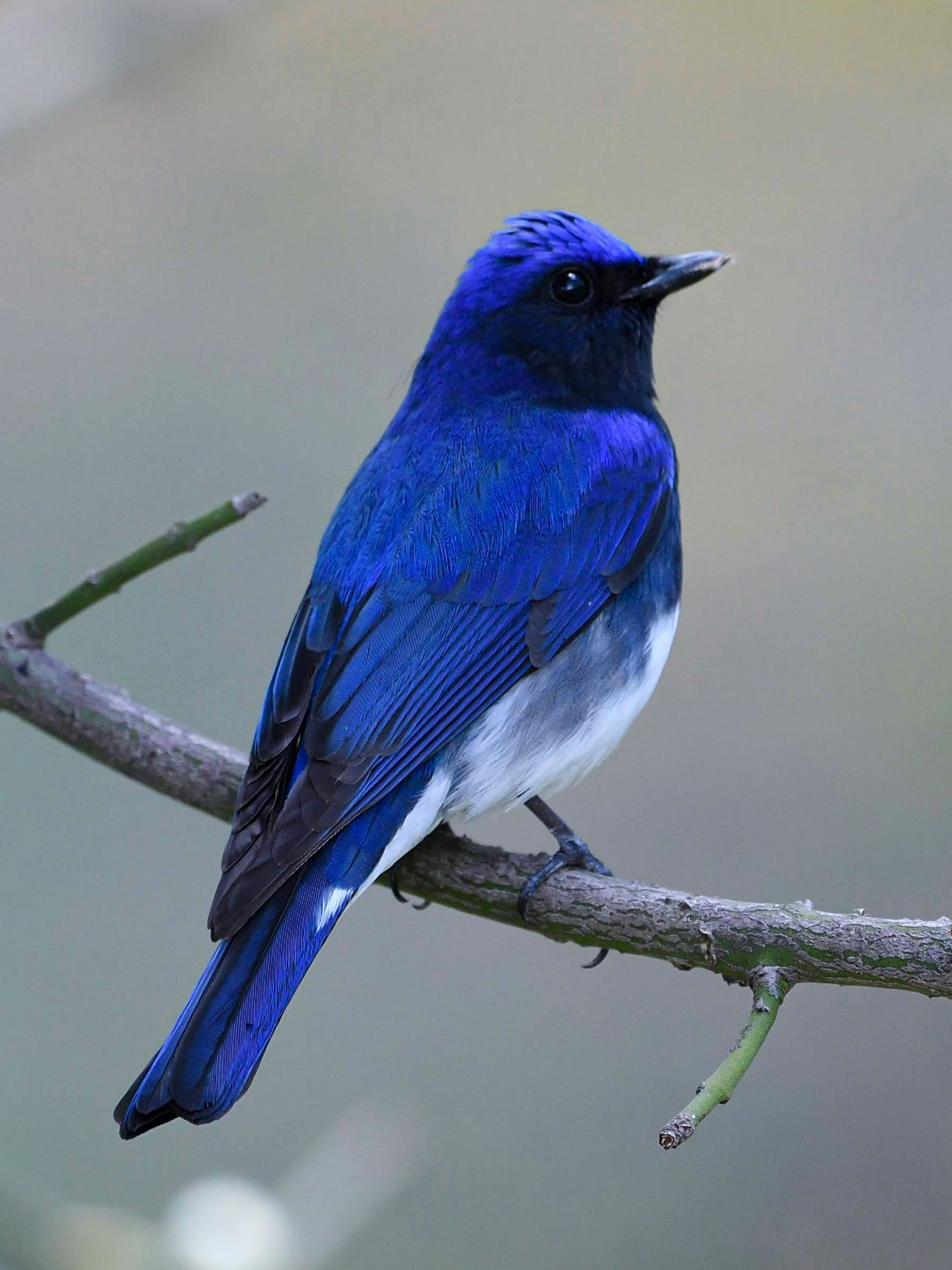 Un piccolo uccello con piume blu vivaci posato su un ramo