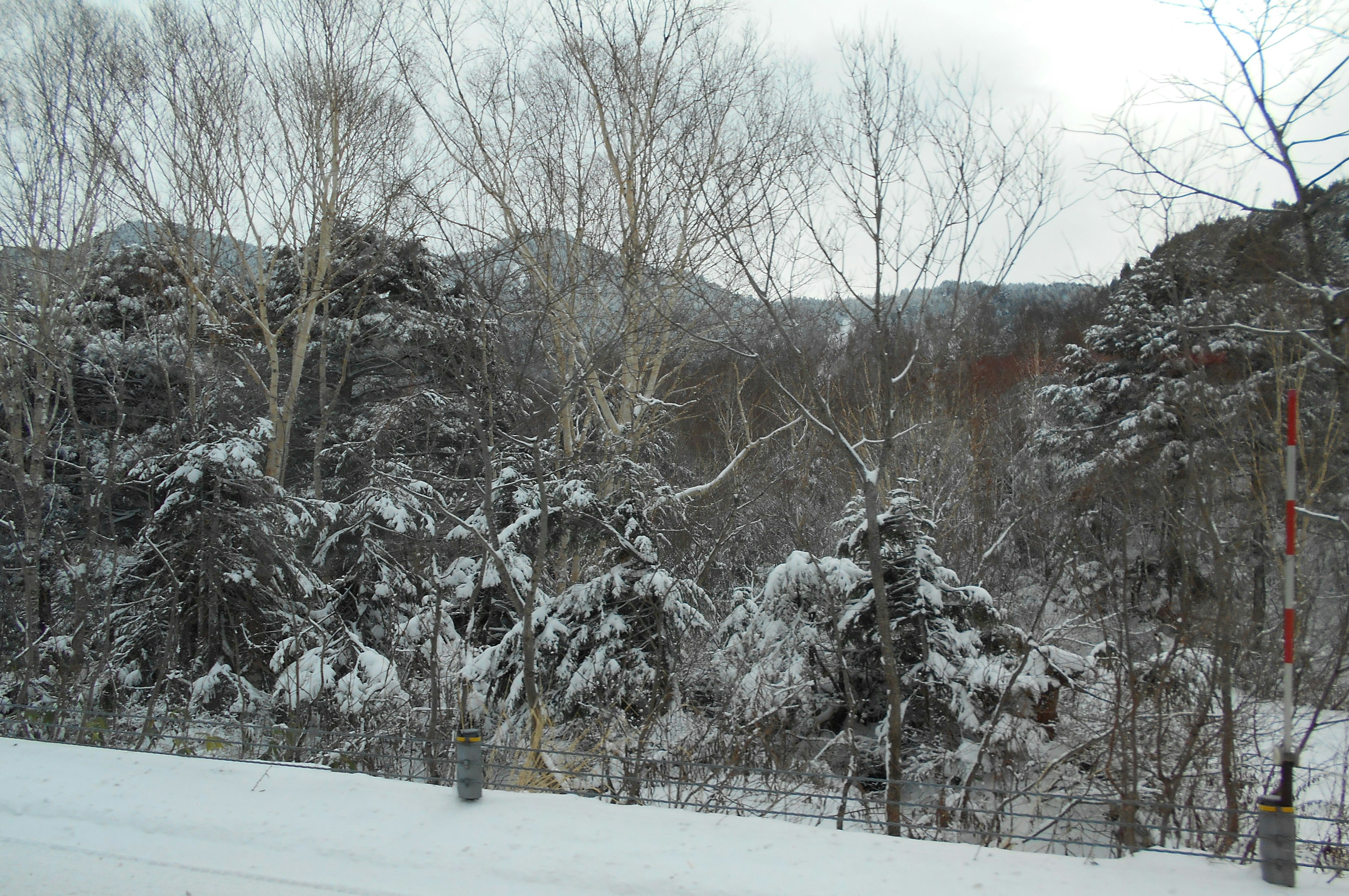 Paysage de montagnes et d'arbres couverts de neige