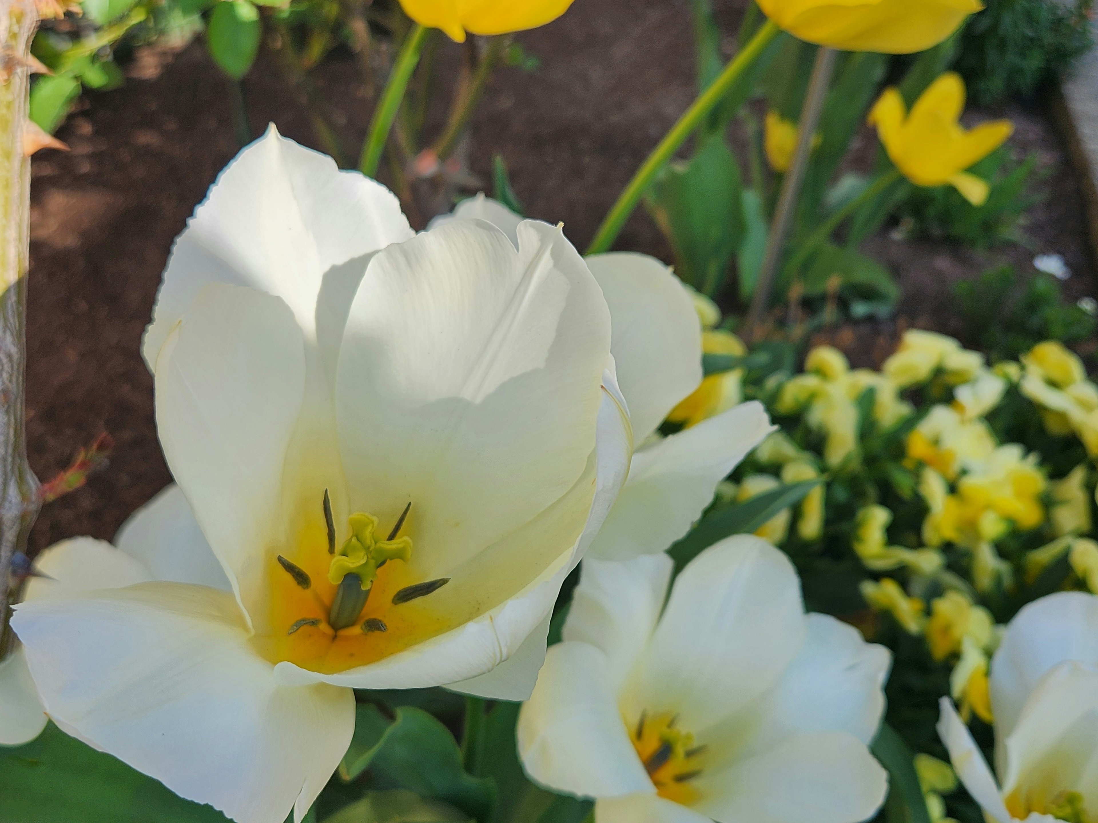 A garden scene featuring white tulips and yellow flowers