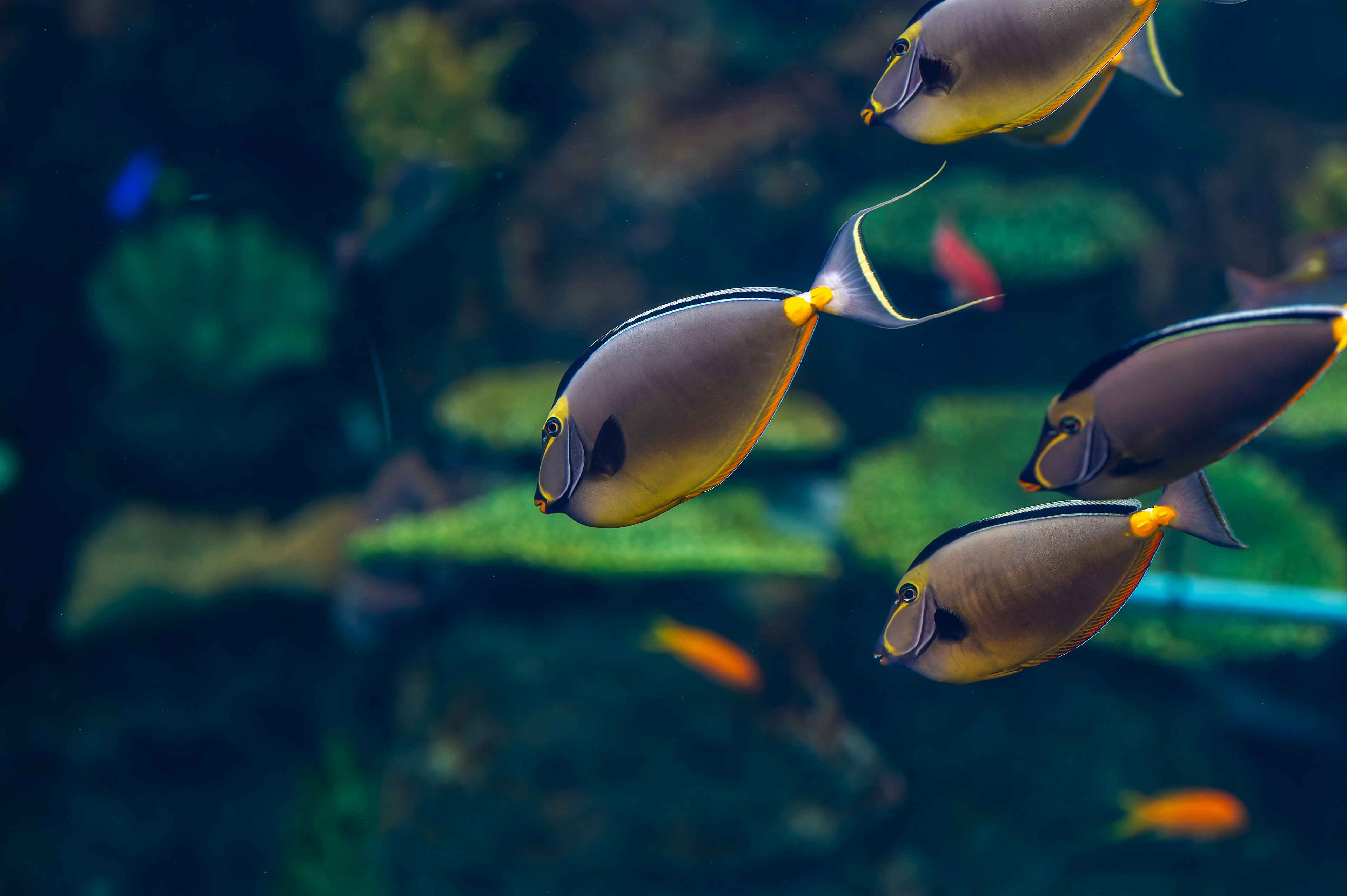 水中で泳ぐ複数の魚たち 背景には緑色の水草が見える