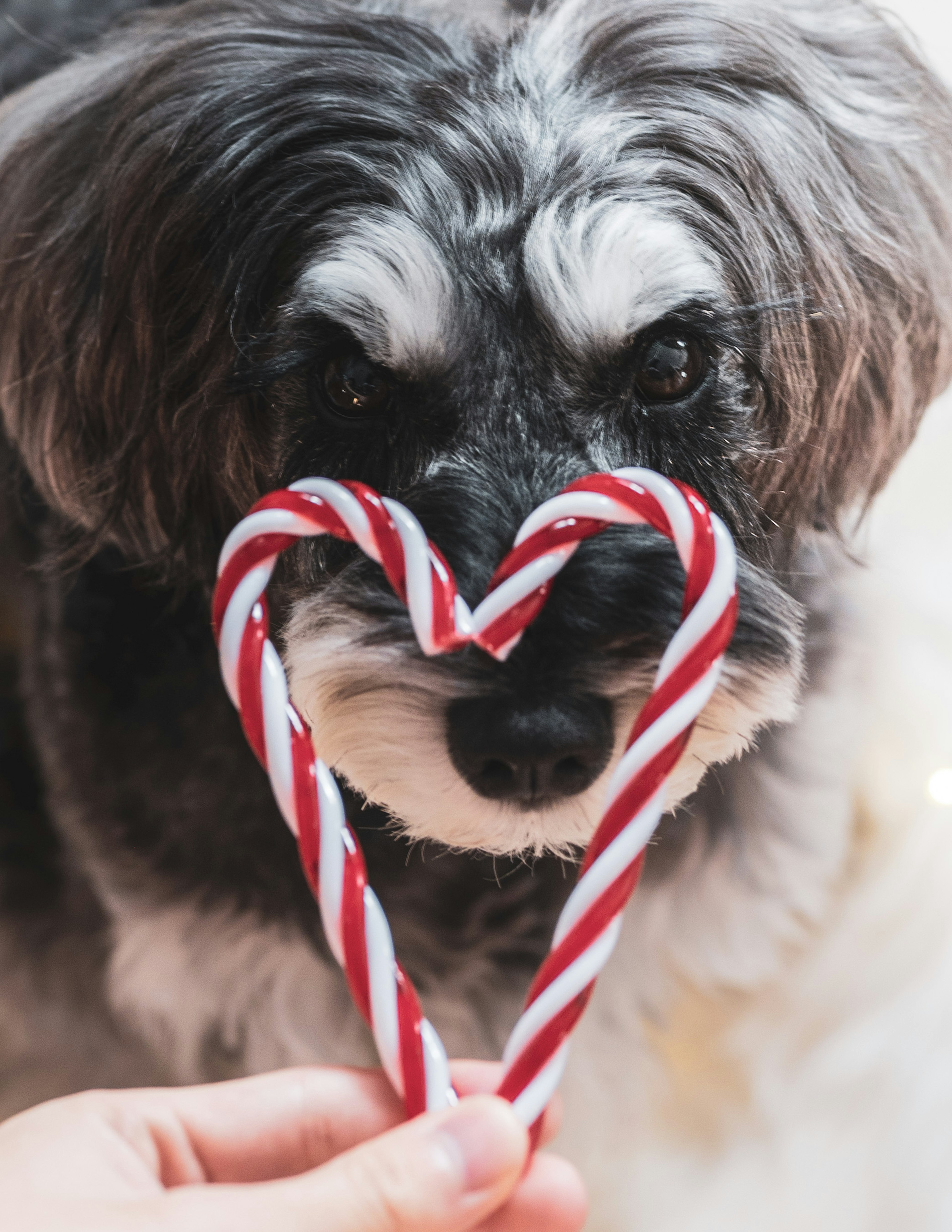 Un perro de pelo negro sosteniendo cañas de caramelo rojas y blancas en forma de corazón