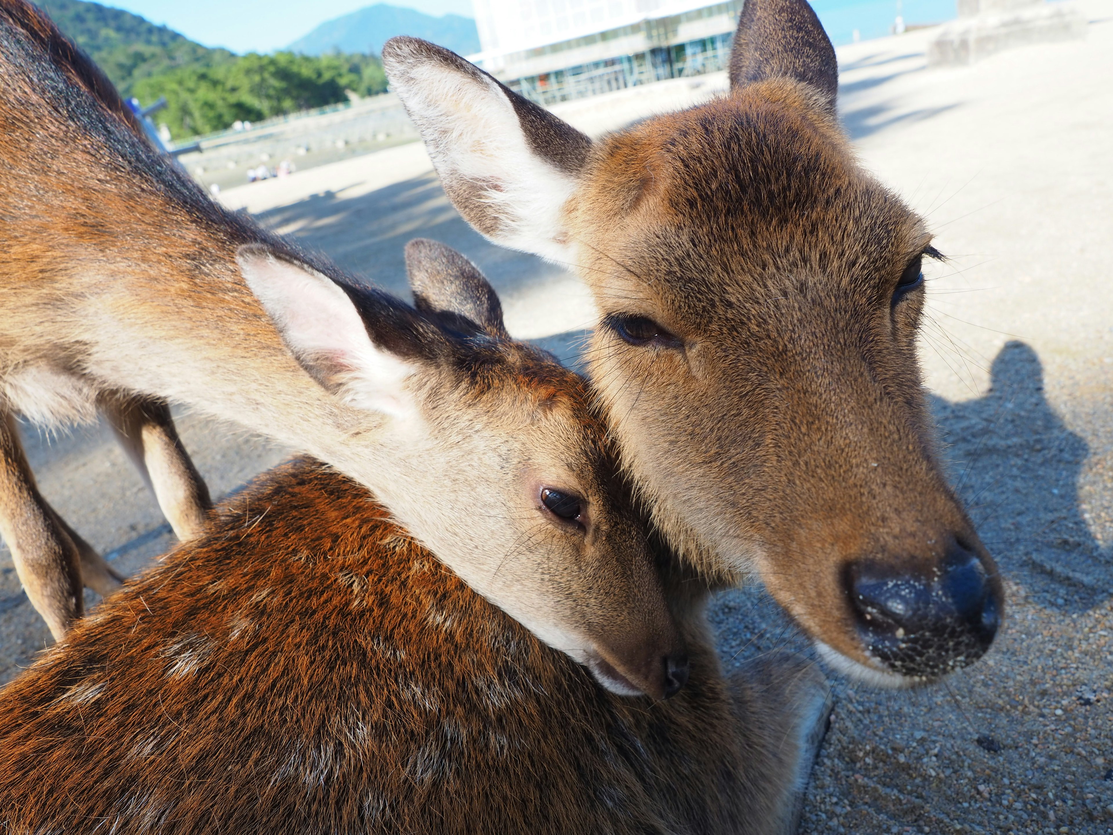 A close-up of a mother deer and her fawn nuzzling each other