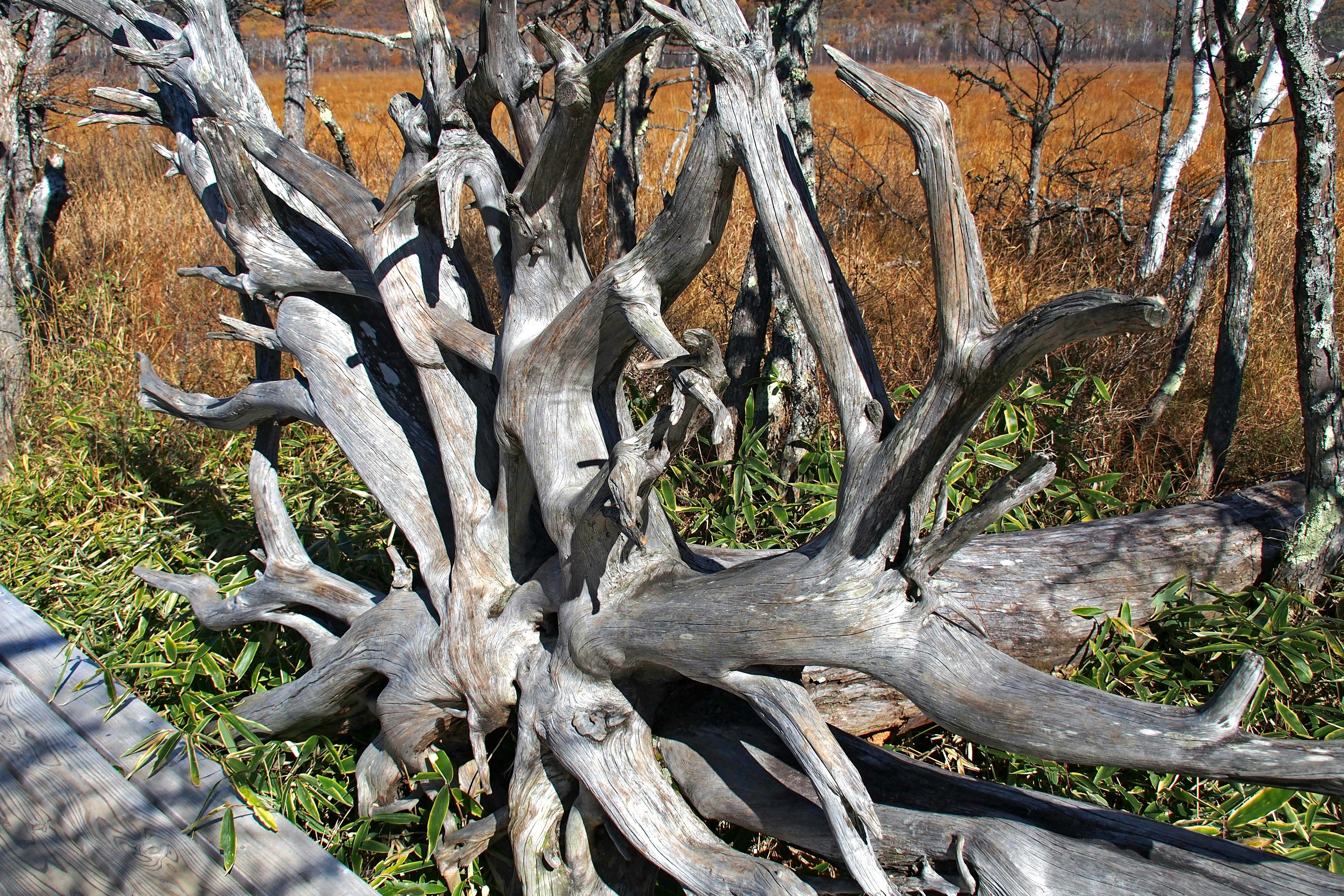 Une racine d'arbre noueuse reposant sur le sol entourée d'herbe et de feuillage d'automne