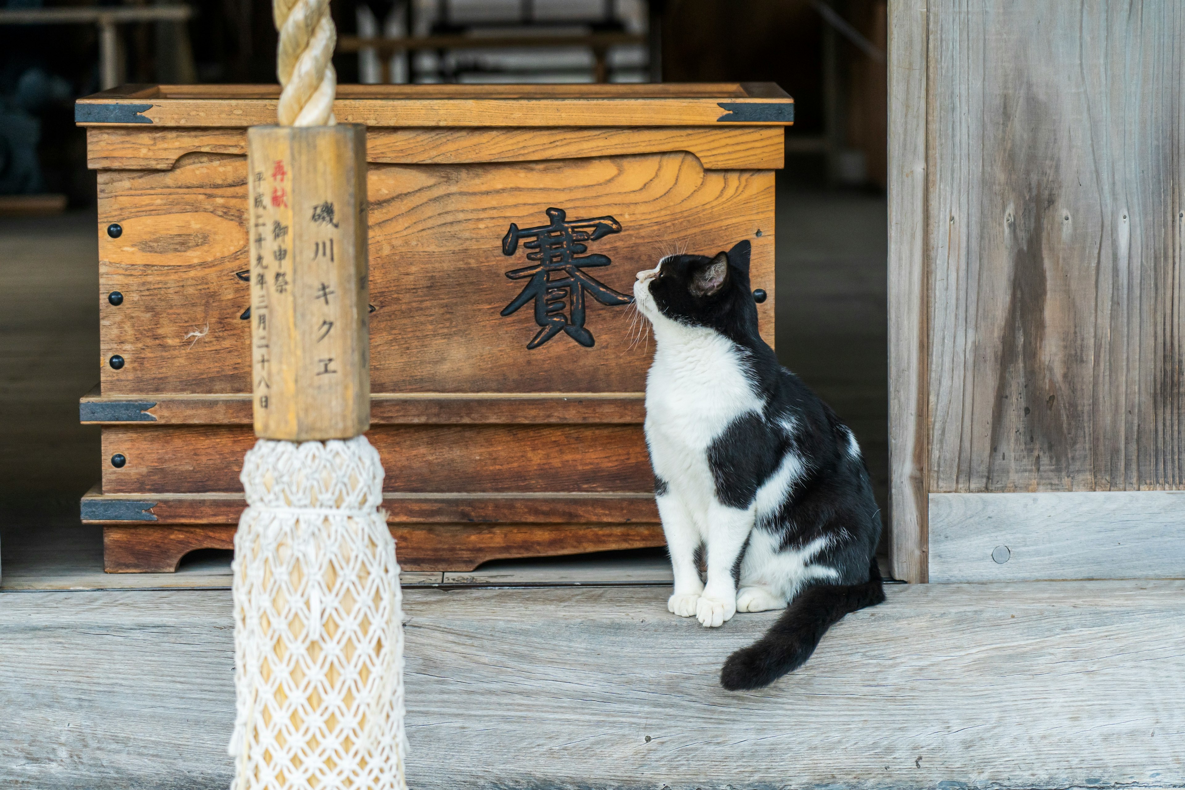 Kucing hitam dan putih duduk di depan kotak kayu