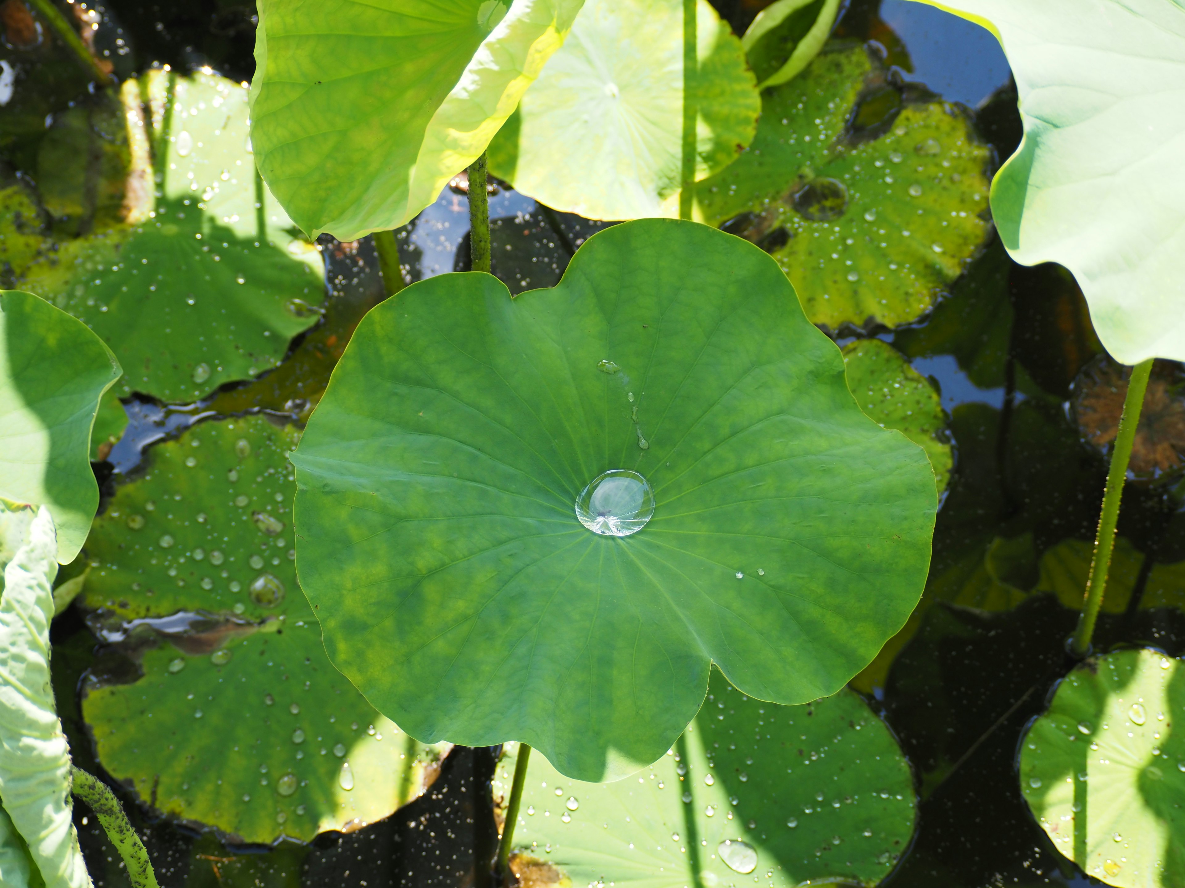 Gran hoja de loto flotando en el agua con una gota de agua