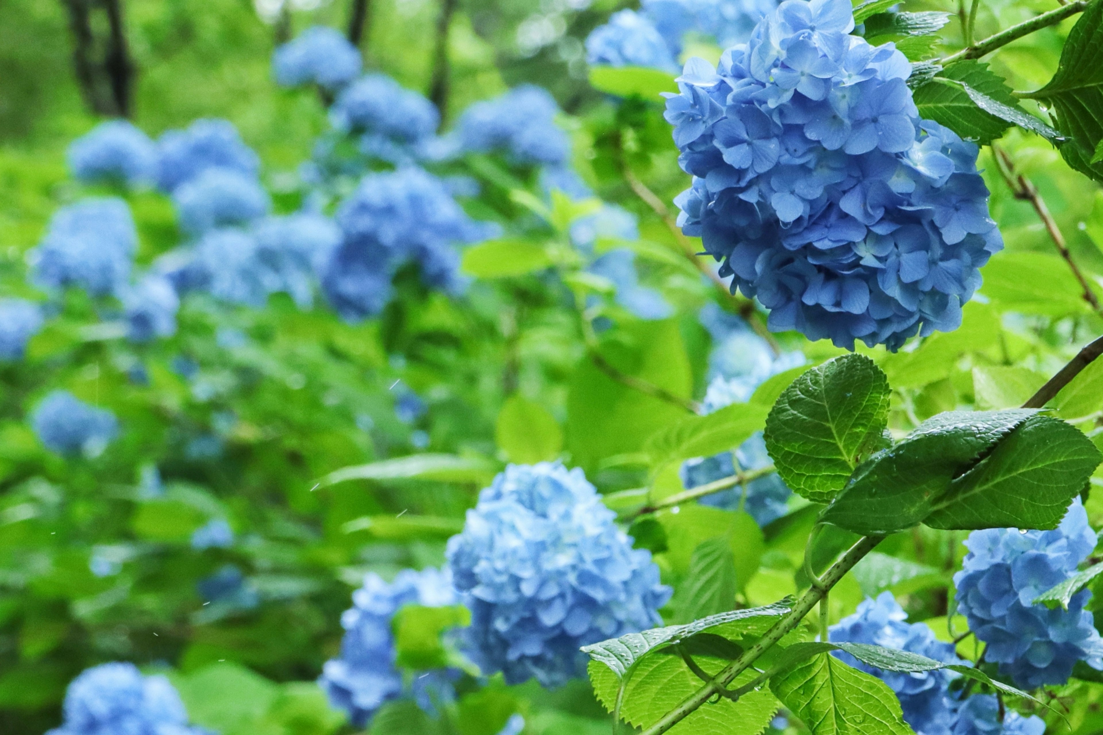 青いアジサイの花と緑の葉が豊かに茂る風景