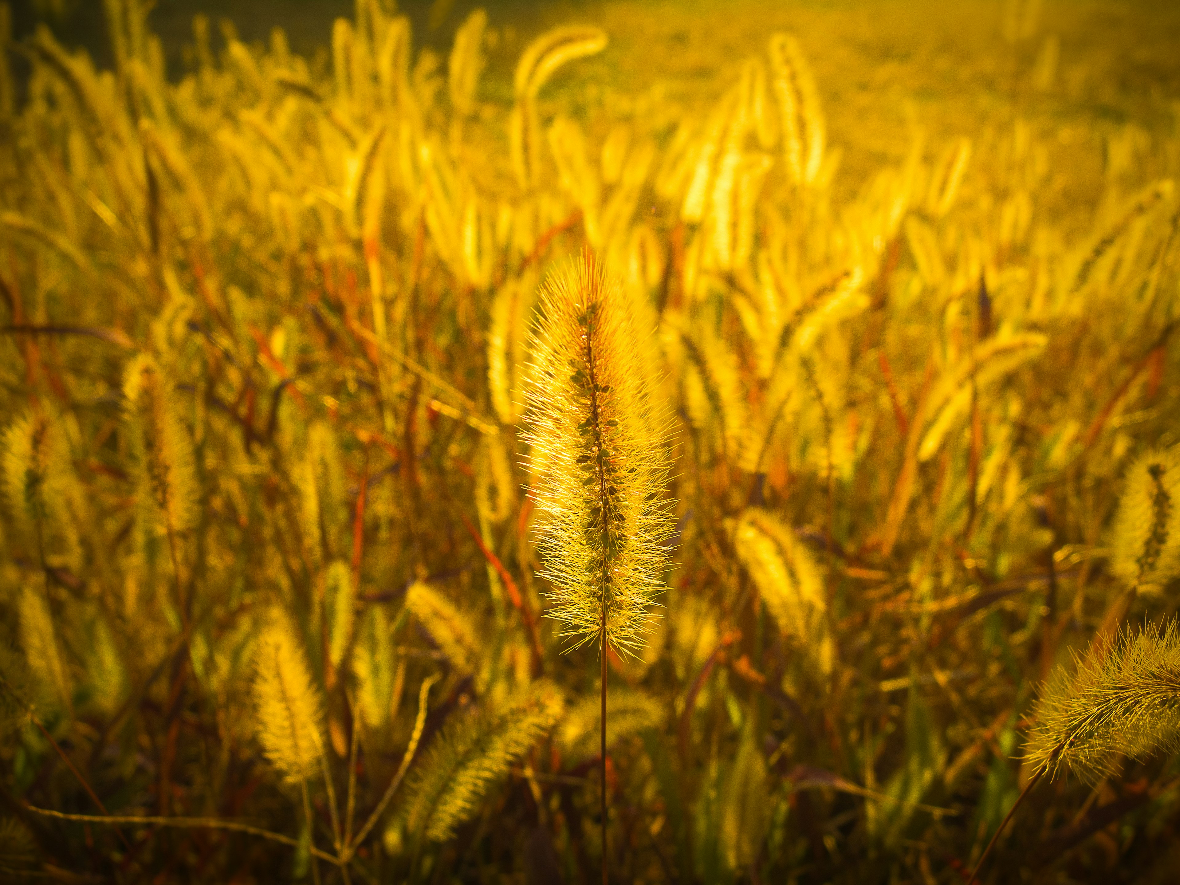 Close-up of slender plants in a golden grassland