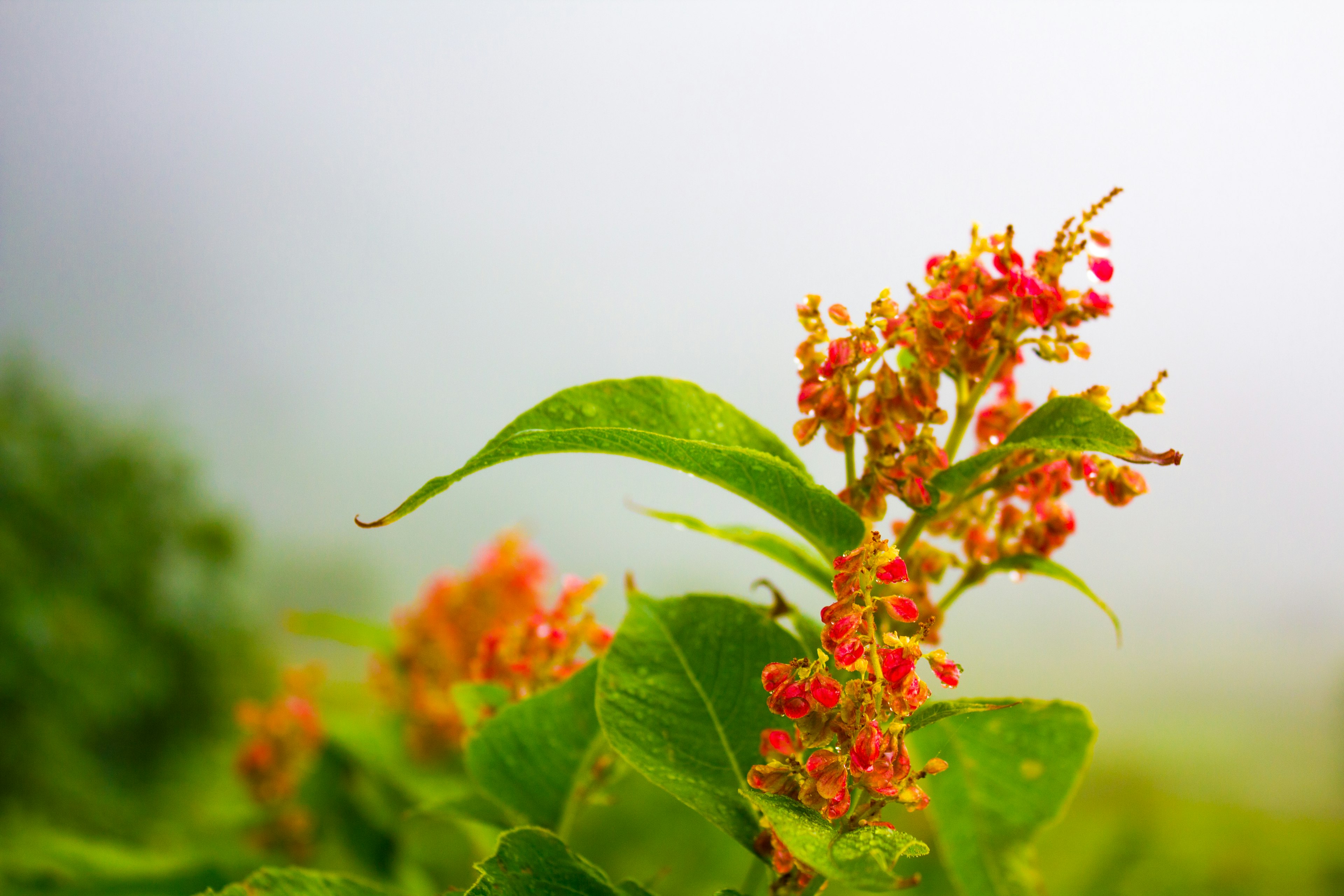 緑の葉と赤い花が霧の中にある植物のクローズアップ