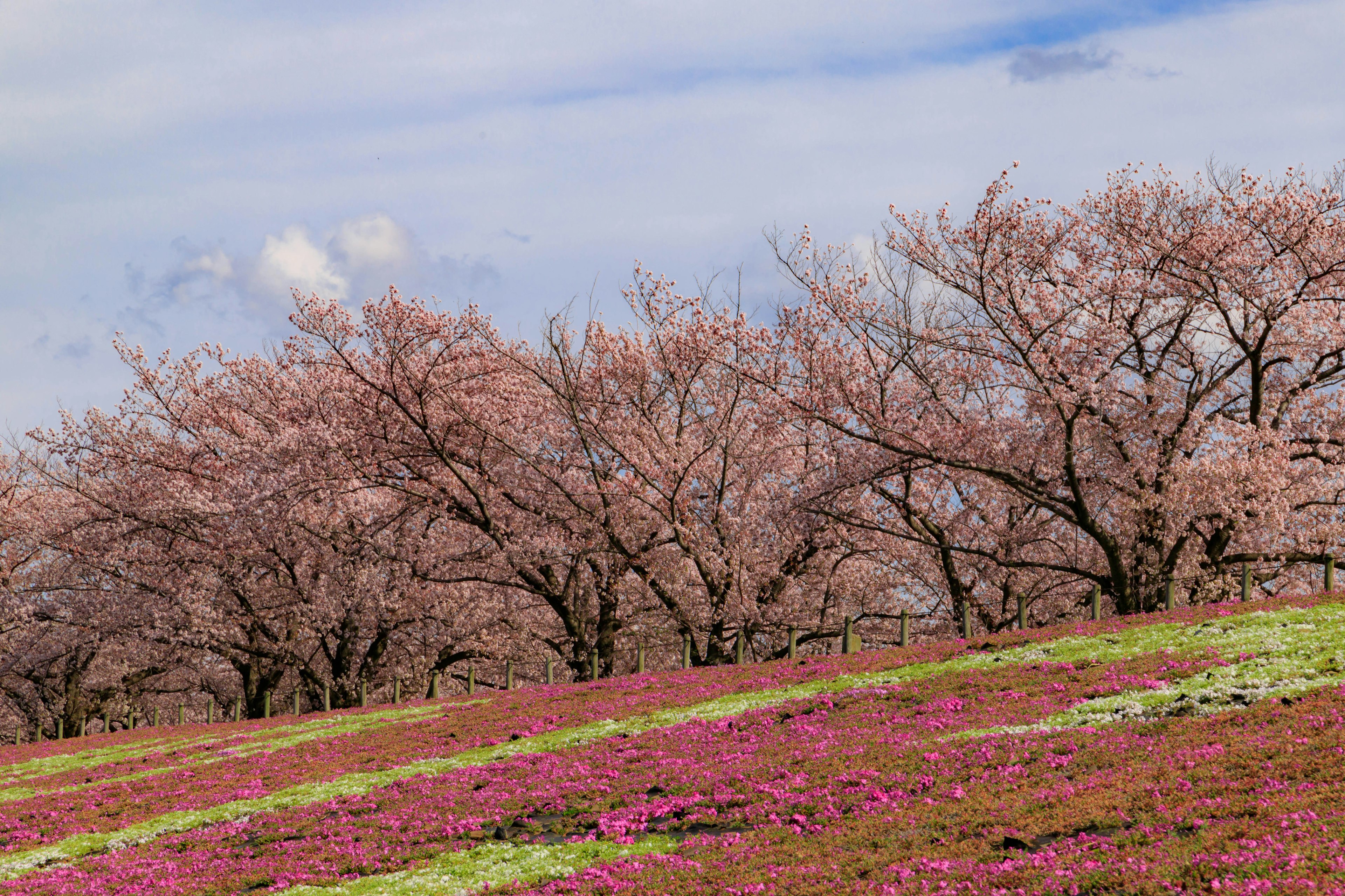 Landscape of cherry blossom trees and colorful flowers on a hillside