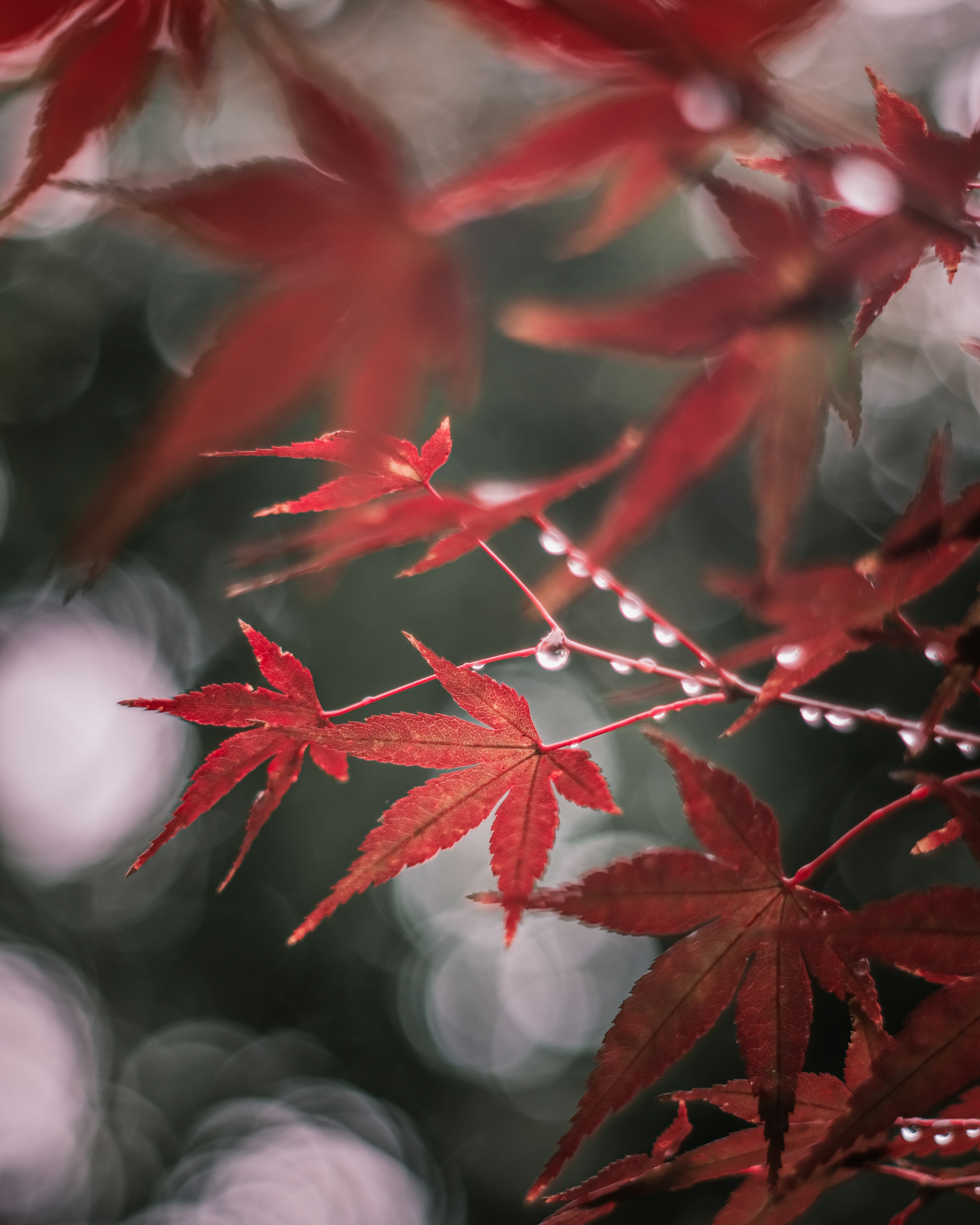 Foglie di acero rosse con gocce d'acqua su uno sfondo verde sfocato