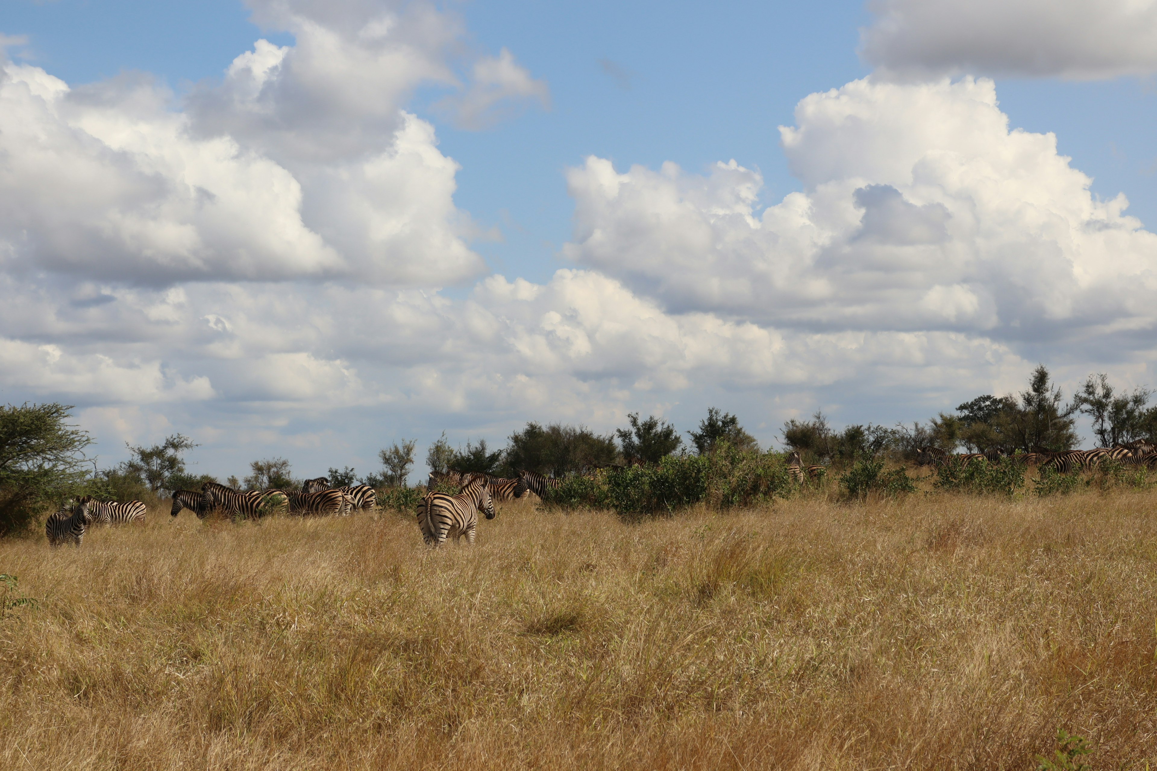 Vaste prairie avec faune et ciel bleu