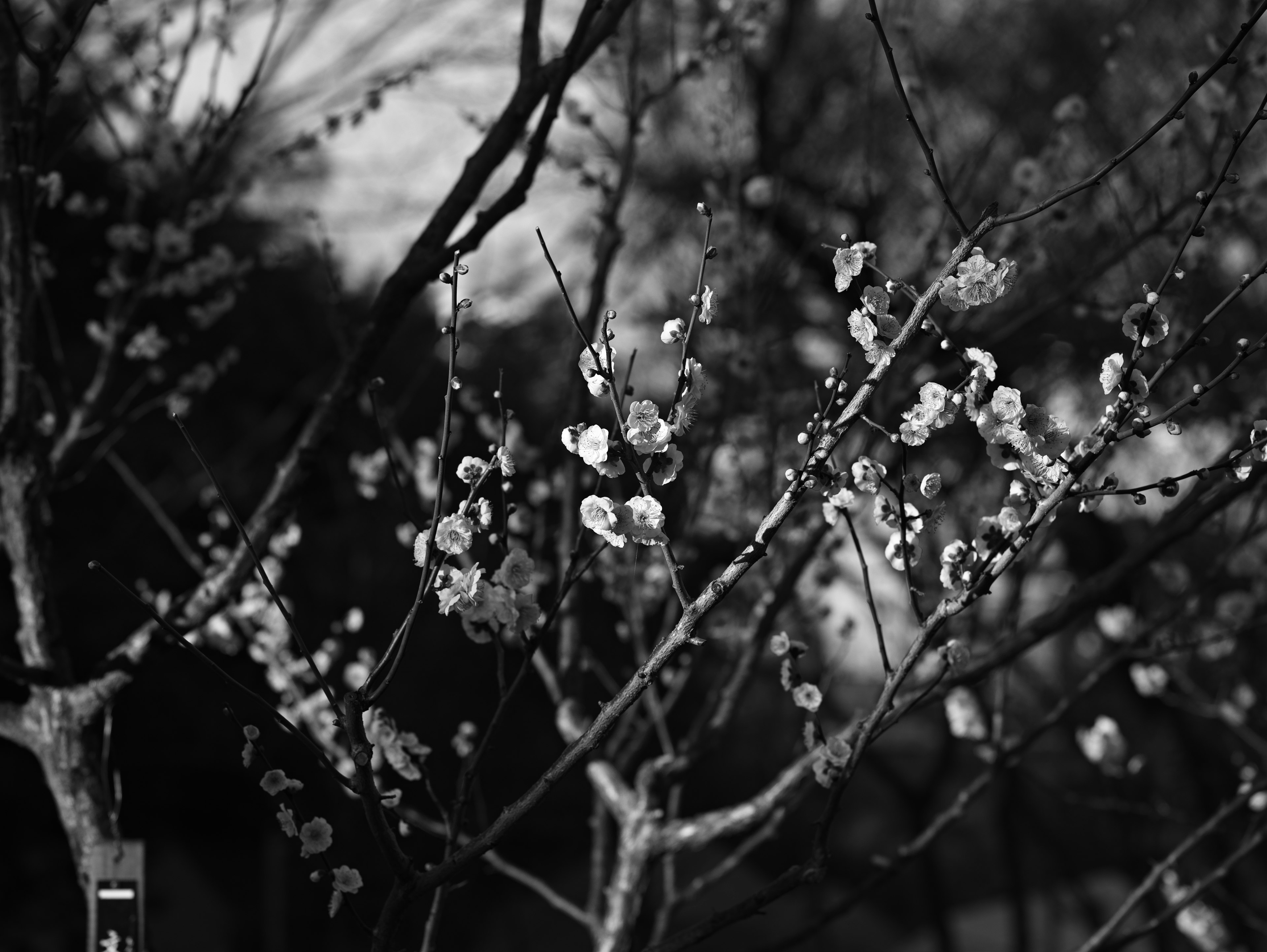 Black and white photo of blooming plum branches