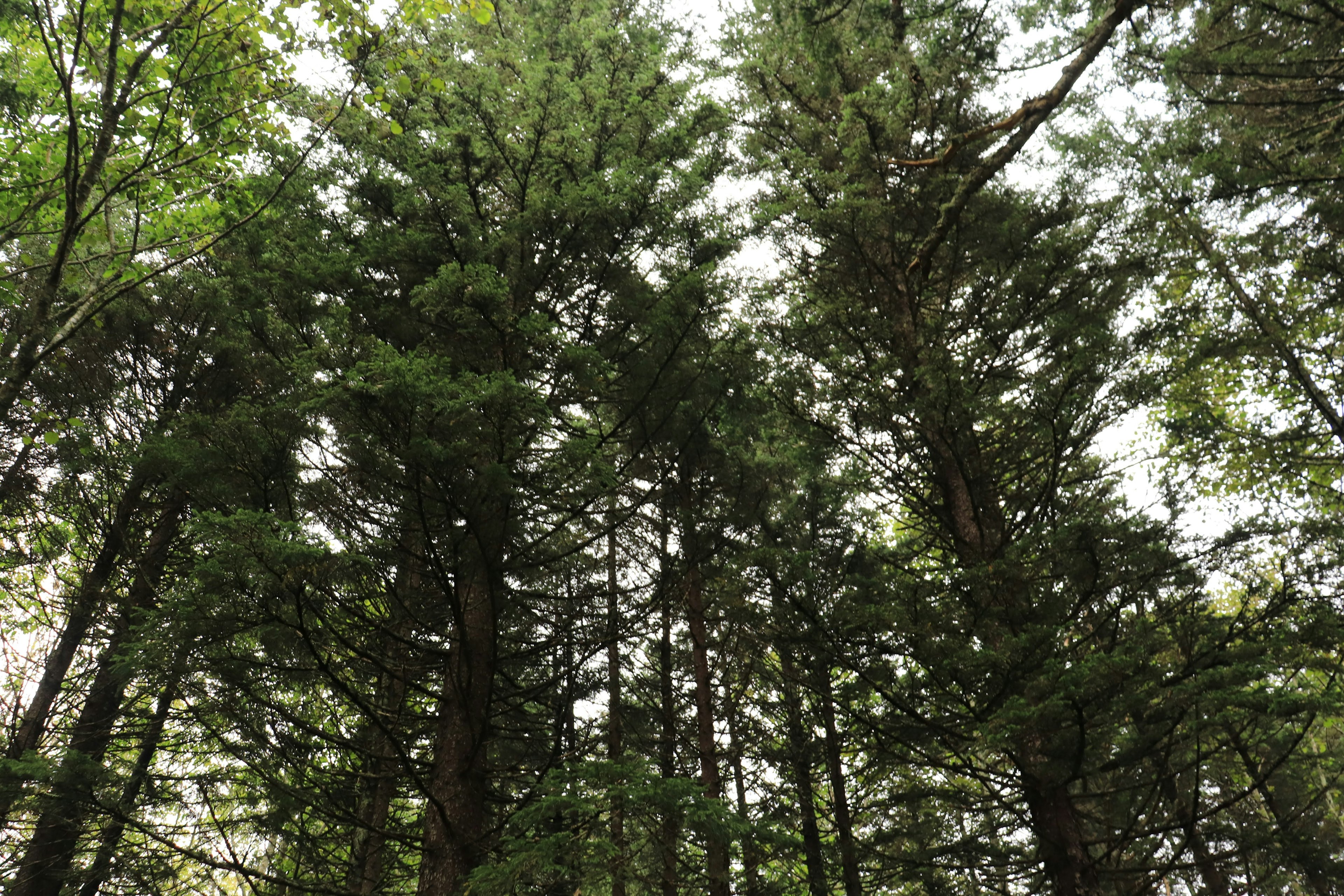 Arbres élevés vus d'en bas dans une forêt dense