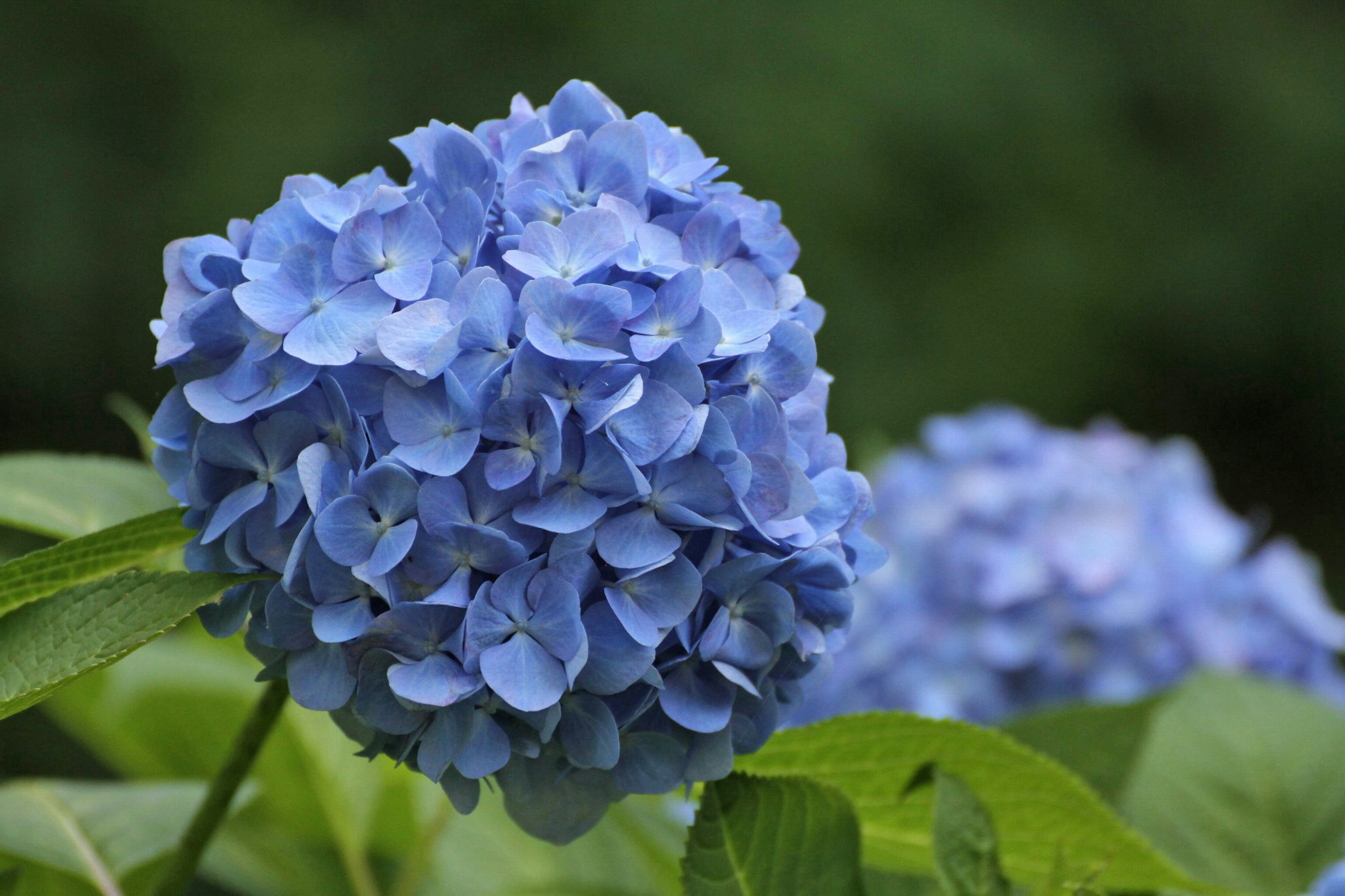 Blue hydrangea flower with green leaves