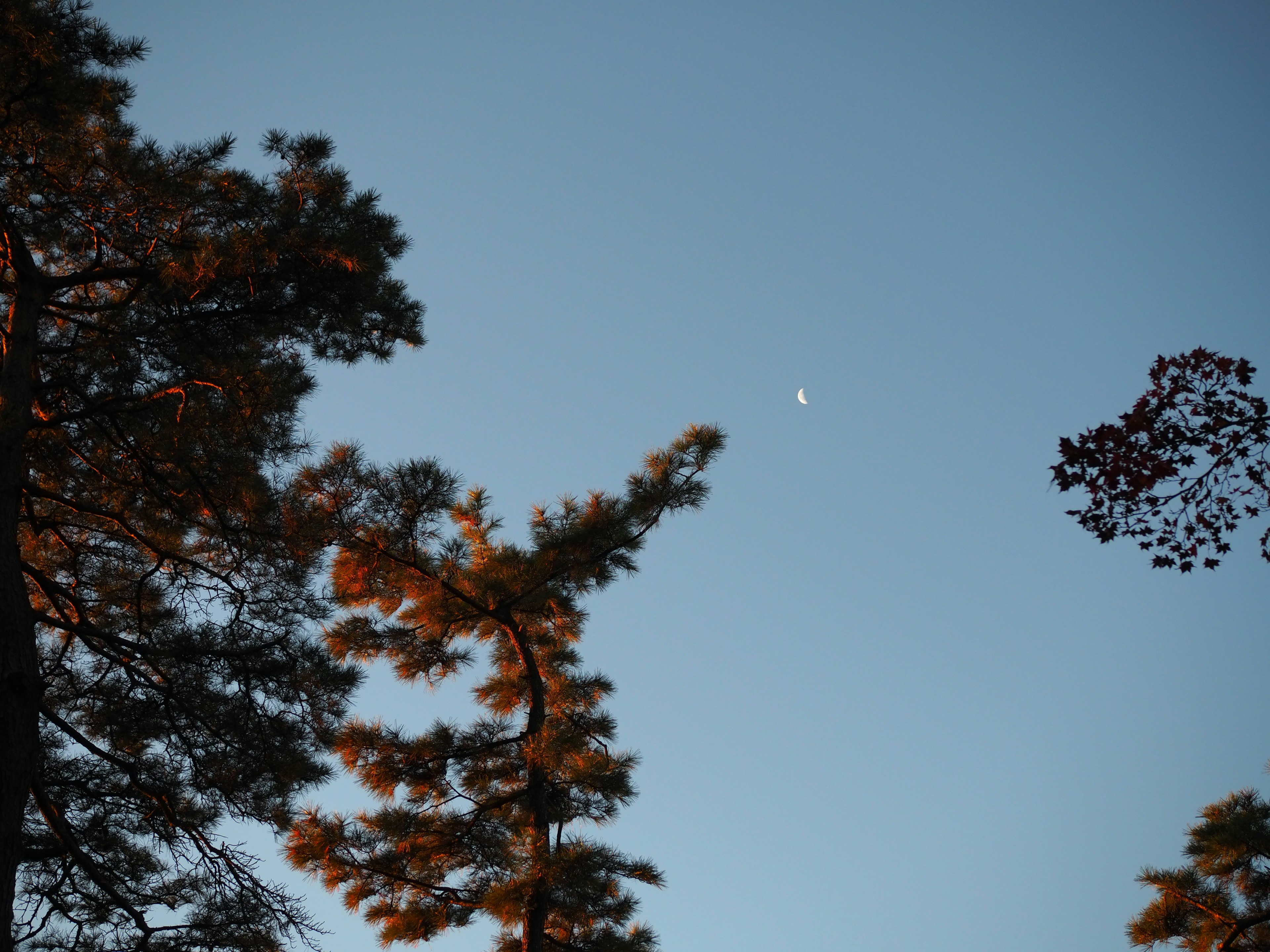 Bright star in the blue sky surrounded by trees