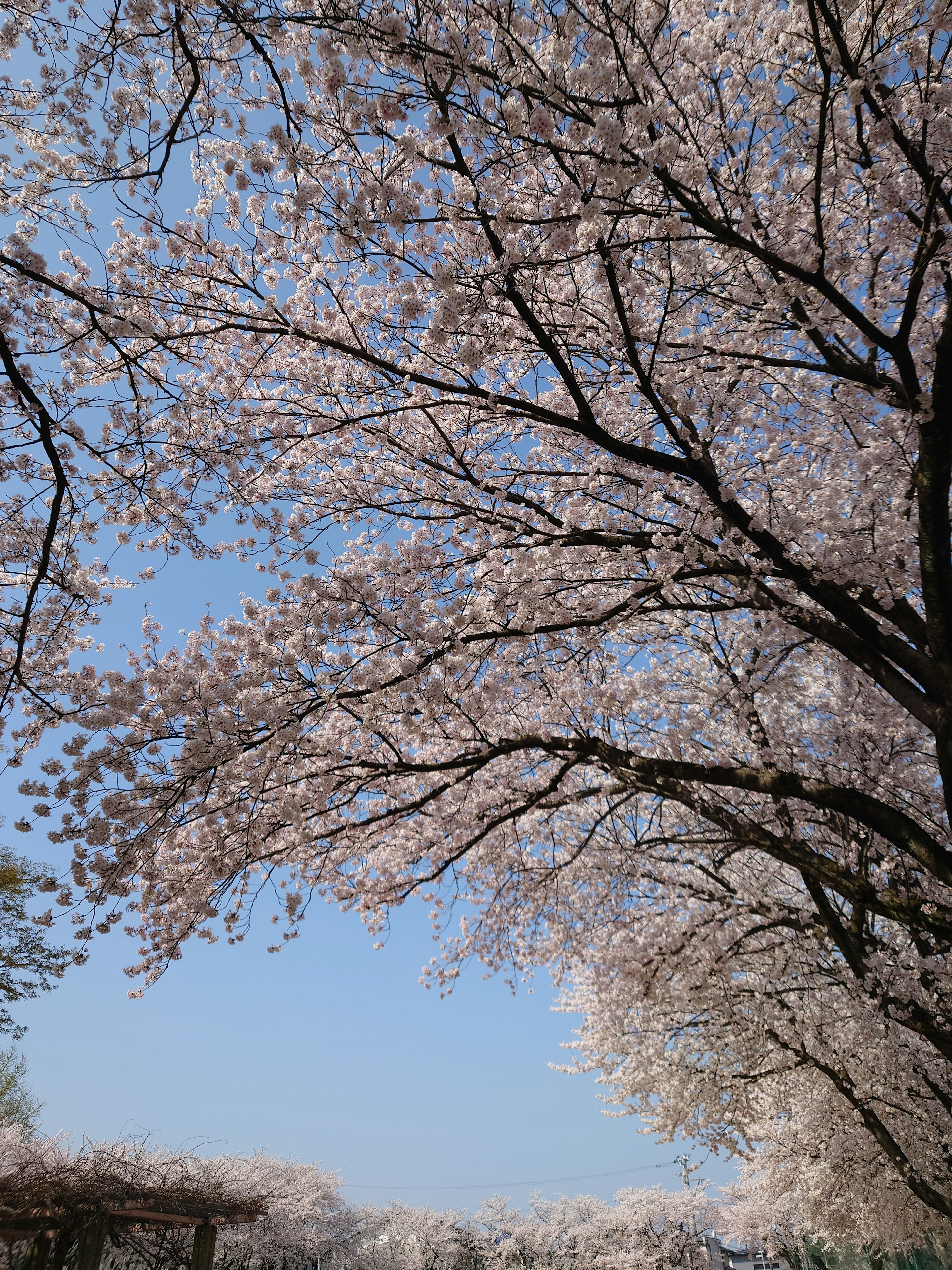 Kirschbaumzweige und -blüten vor blauem Himmel