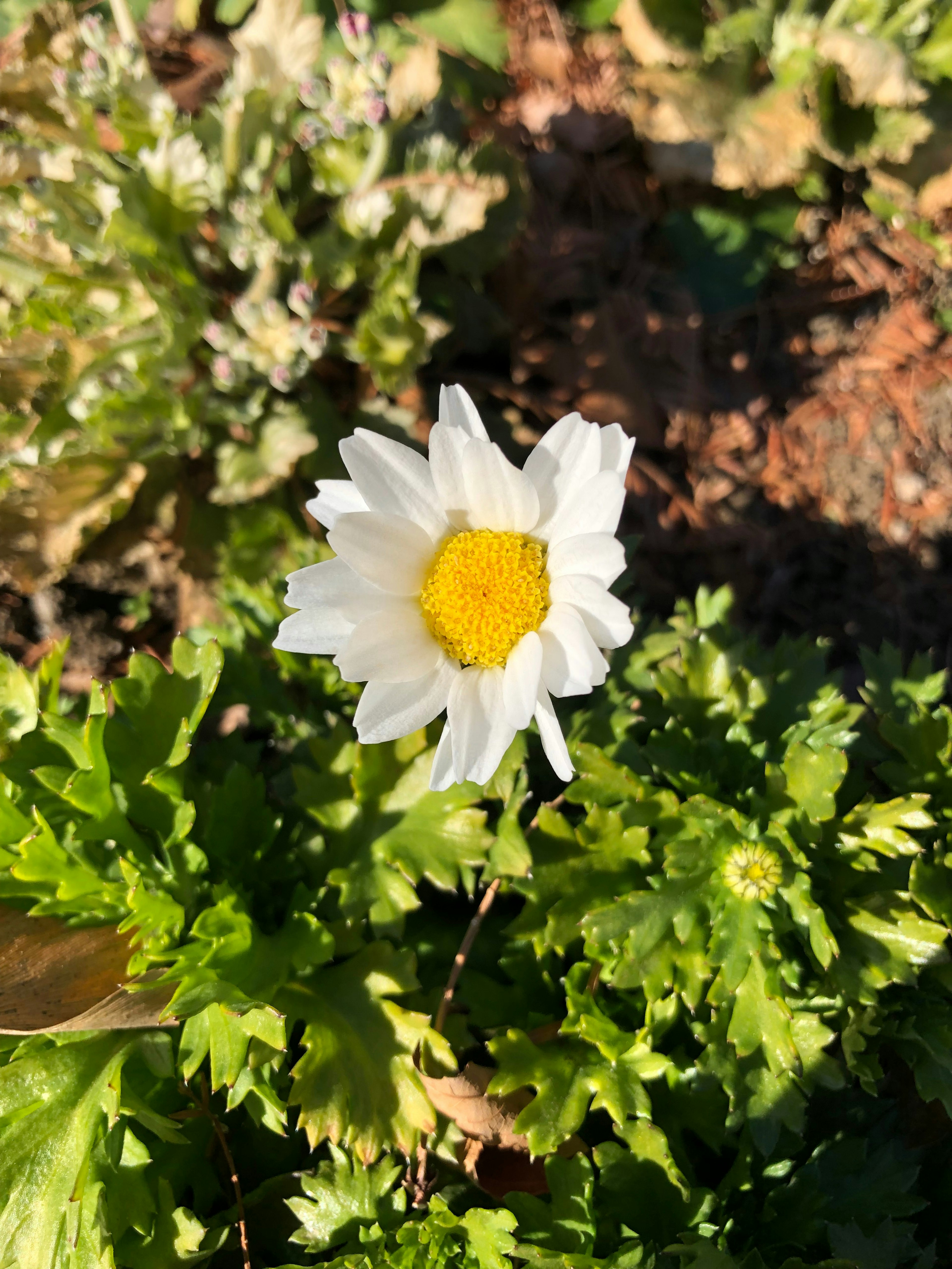 Eine weiße Blume mit gelbem Zentrum, die zwischen grünen Blättern blüht