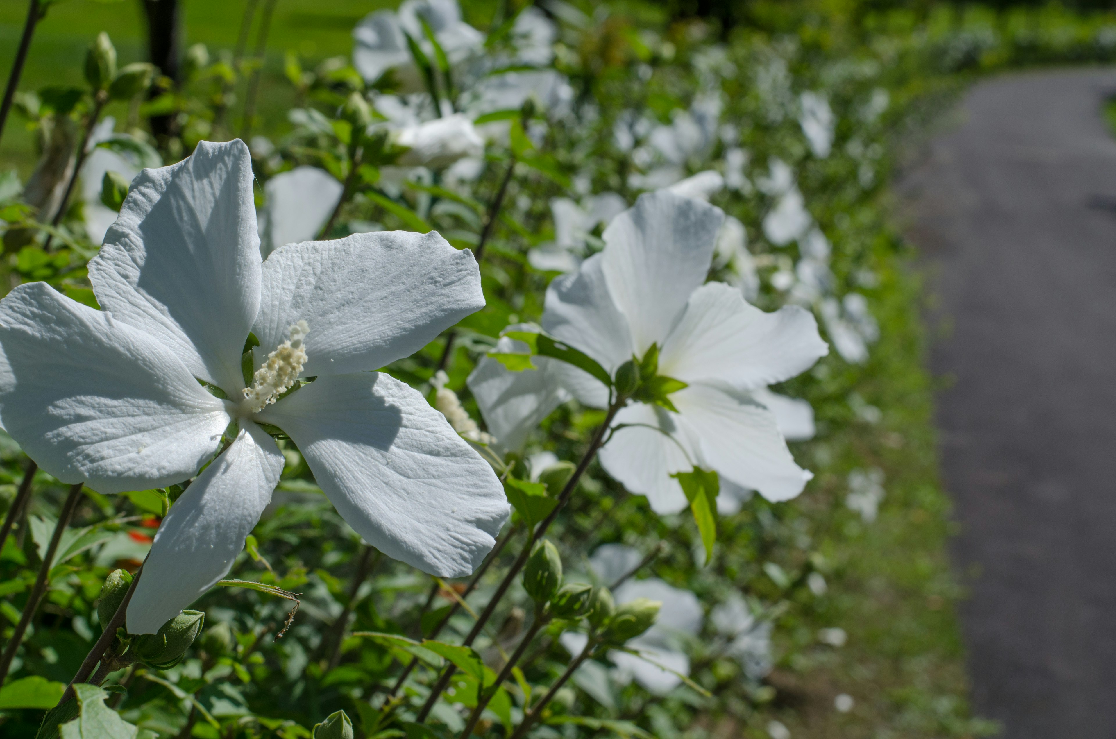 Row of white flowers along a pathway