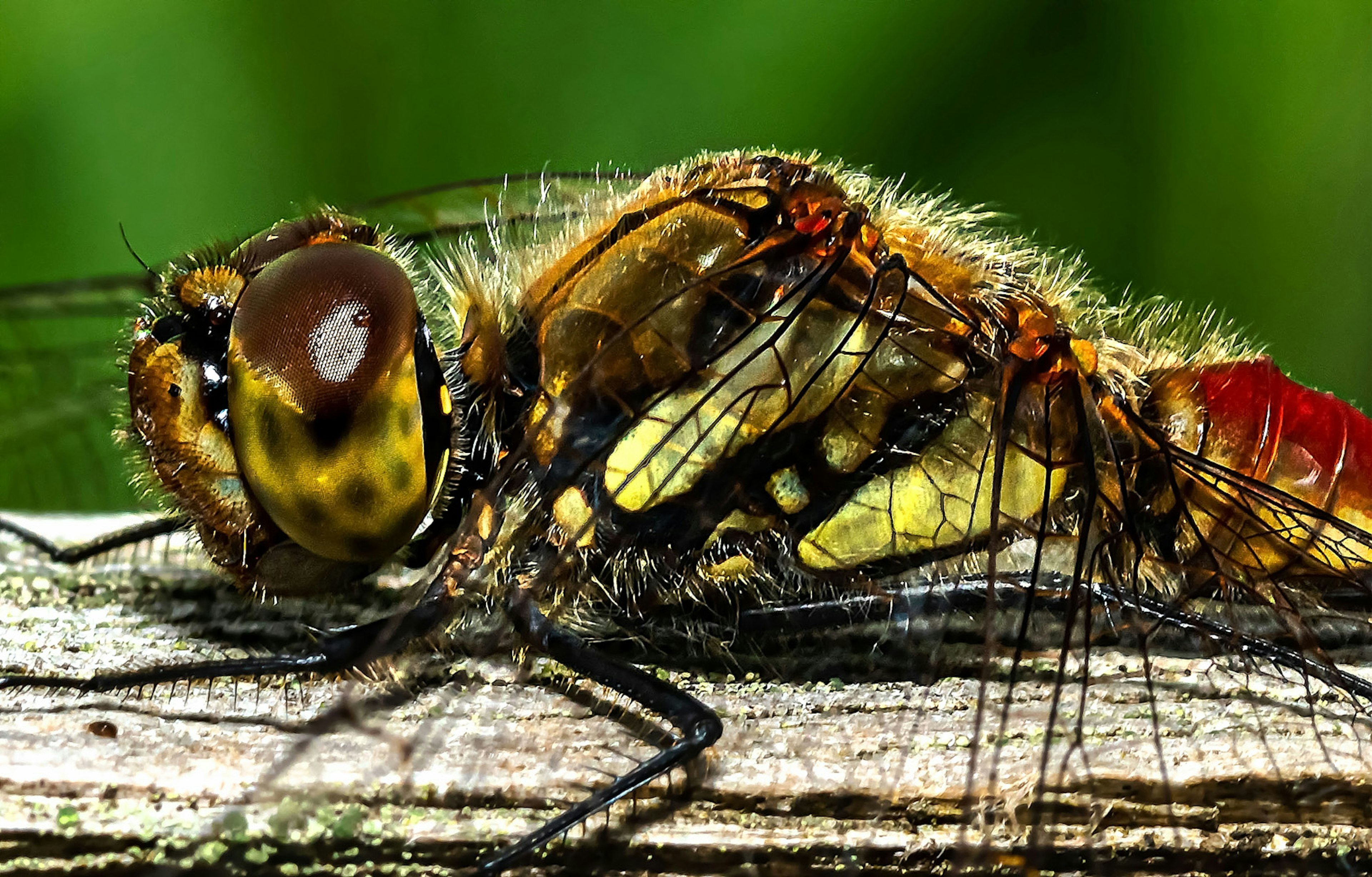 Photo en gros plan d'un insecte avec une libellule présentant des poils fins et des couleurs vives