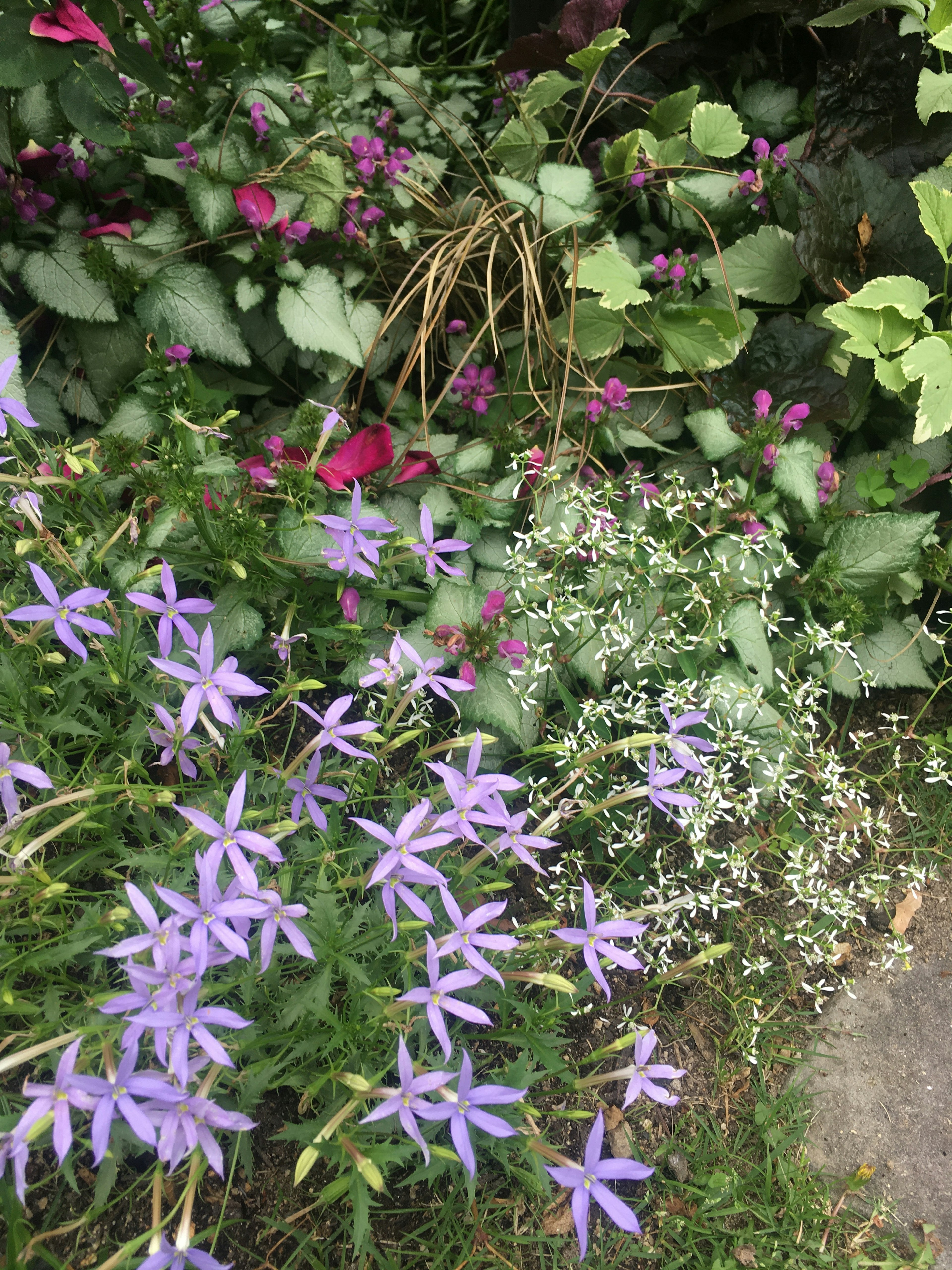 Una escena de jardín vibrante con grupos de flores moradas y follaje verde exuberante