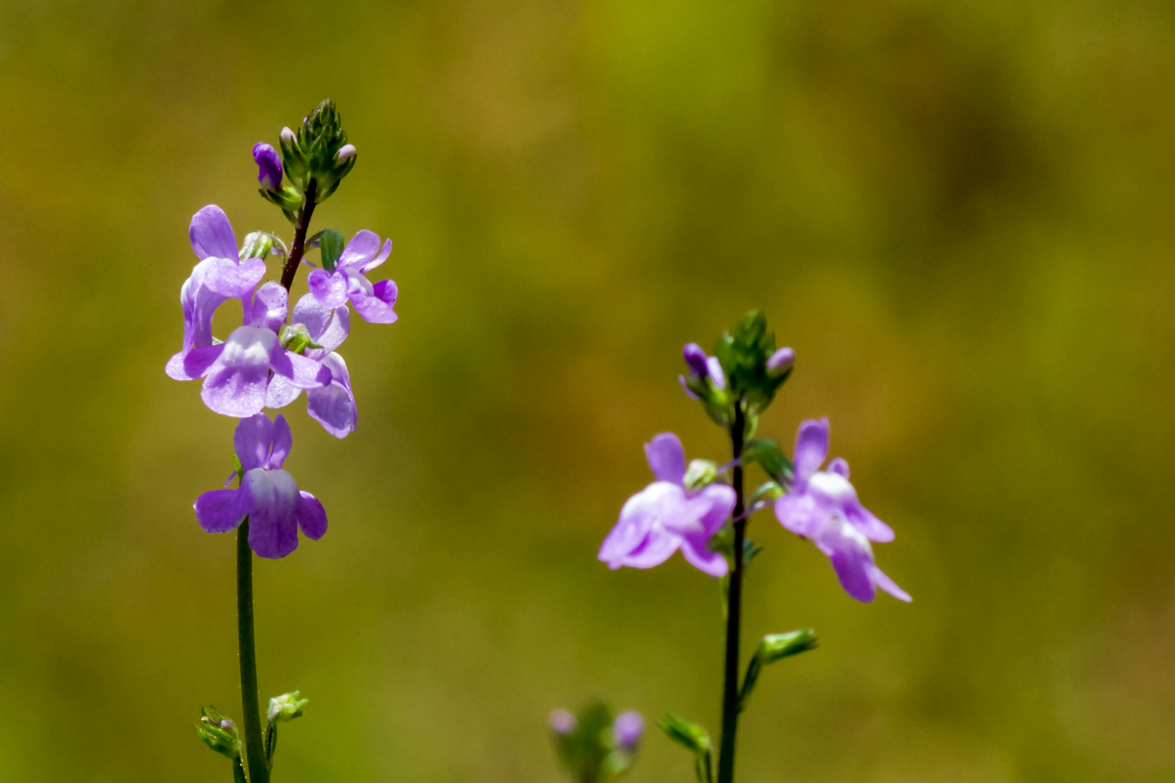 Imagen de pequeñas flores moradas con fondo verde mostrando dos tallos