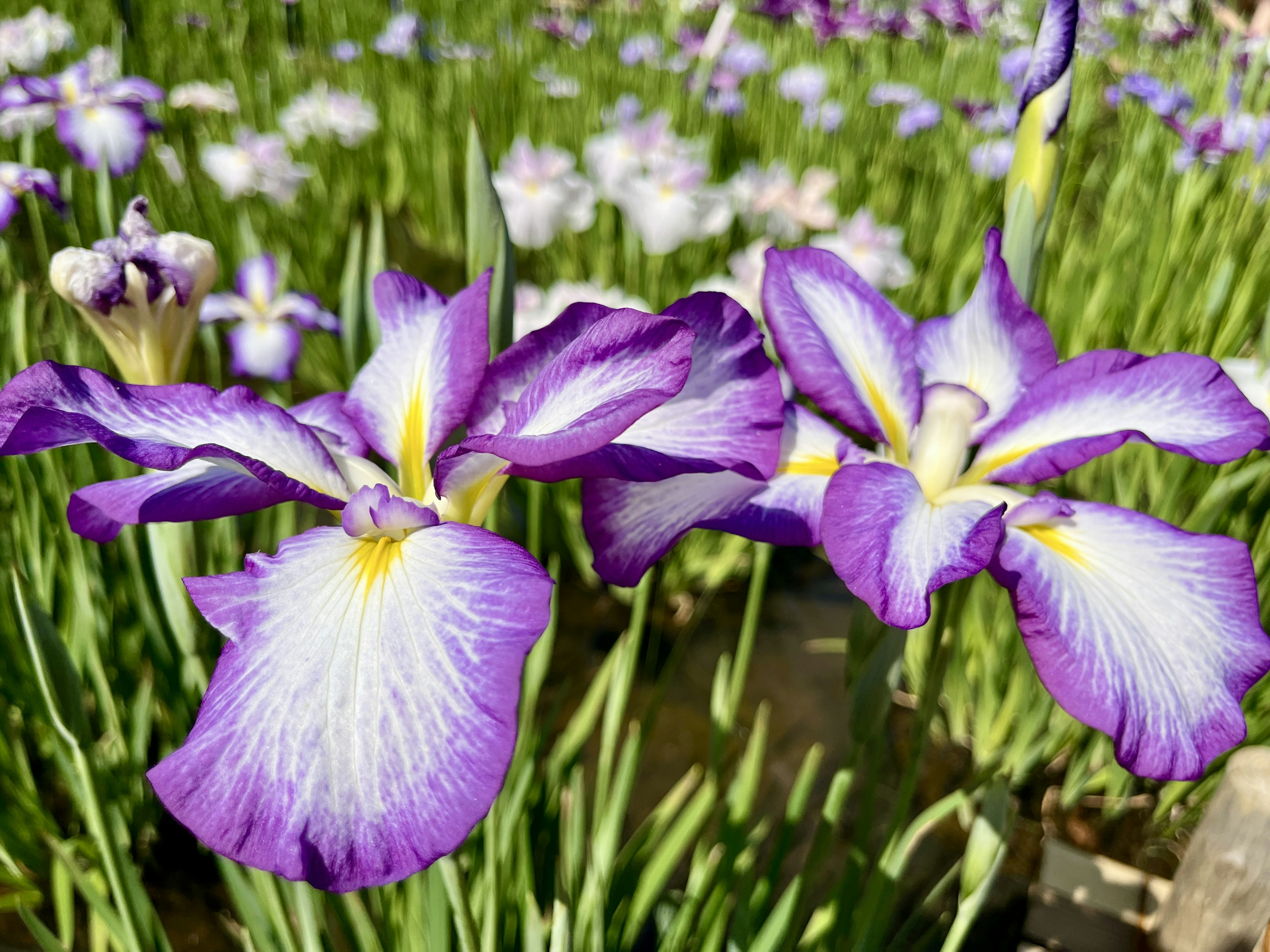 Hermosas flores de iris morado floreciendo en un jardín